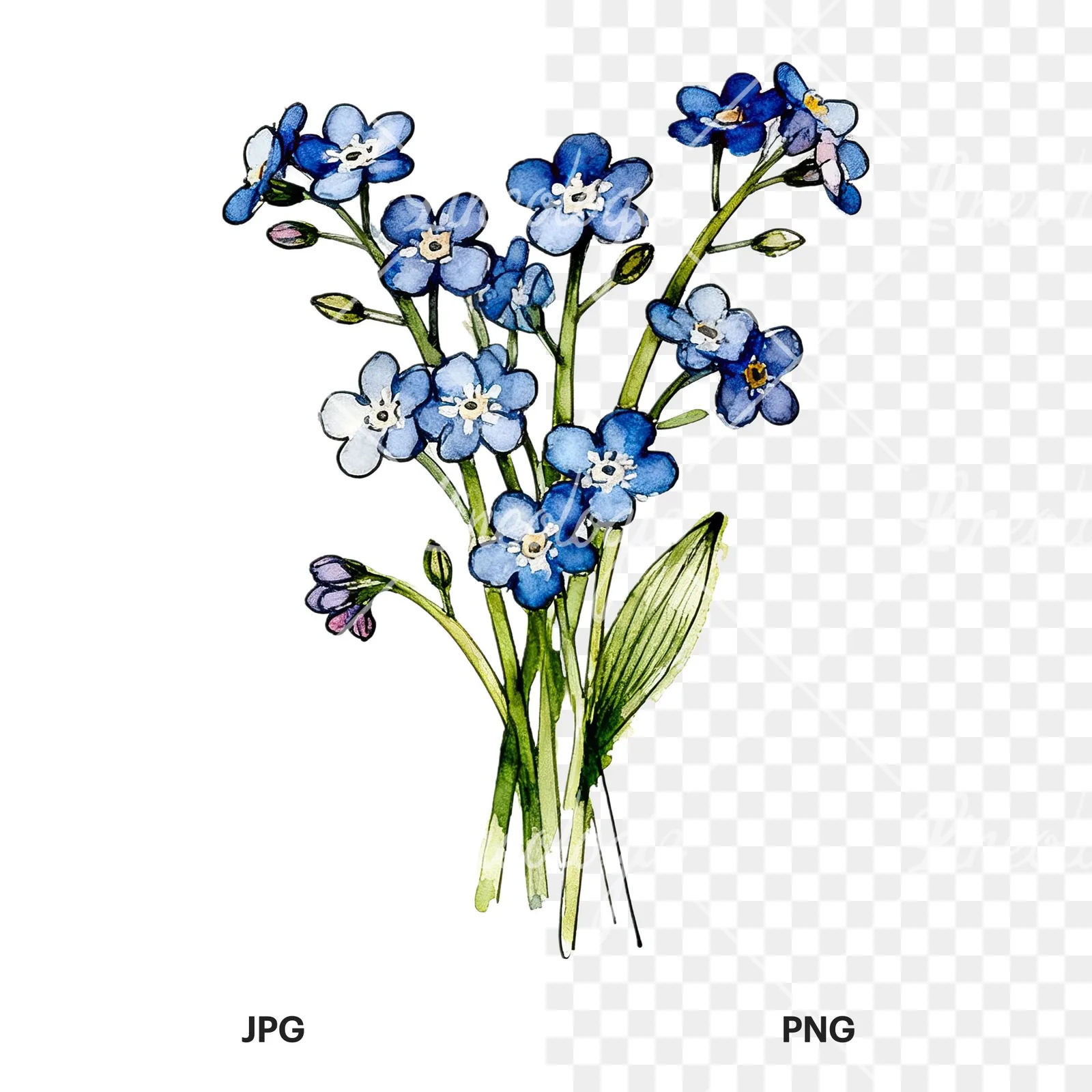 Watercolor blue forget me not bouquet clipart 9 of 9, as a JPG on white and a transparent PNG