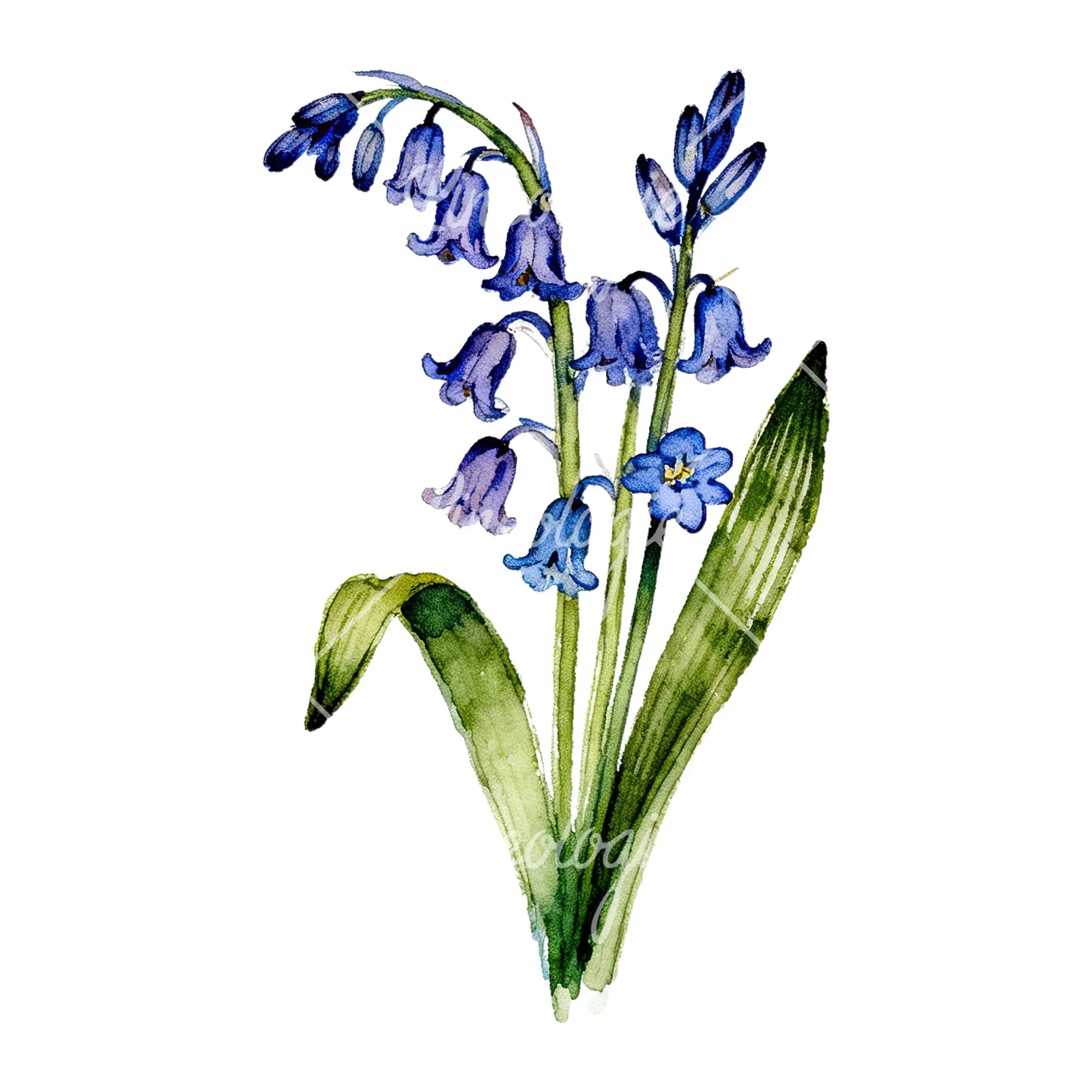 Watercolor bluebell bouquet clipart 1 of 9 on a white background (JPG)