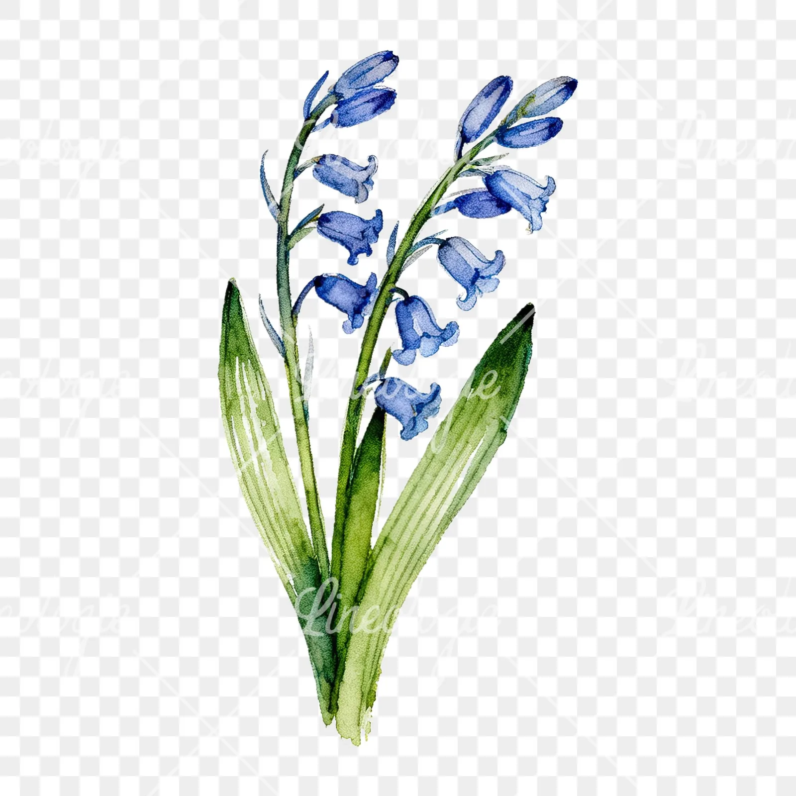 Watercolor bluebell bouquet clipart 3 of 9 on a transparent background (PNG)