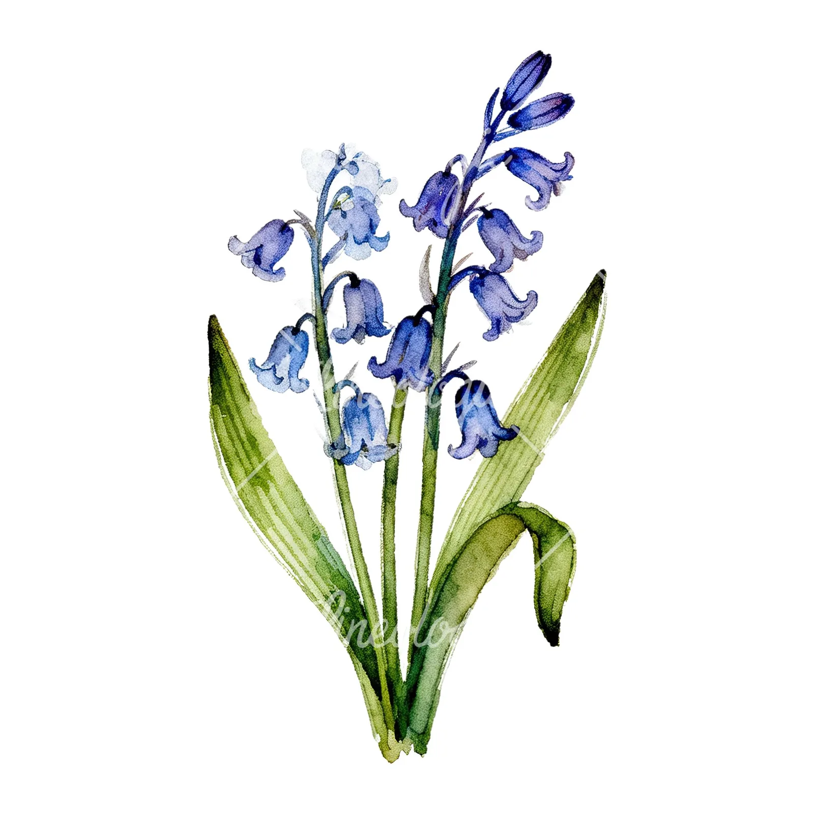 Watercolor bluebell bouquet clipart 7 of 9 on a white background (JPG)