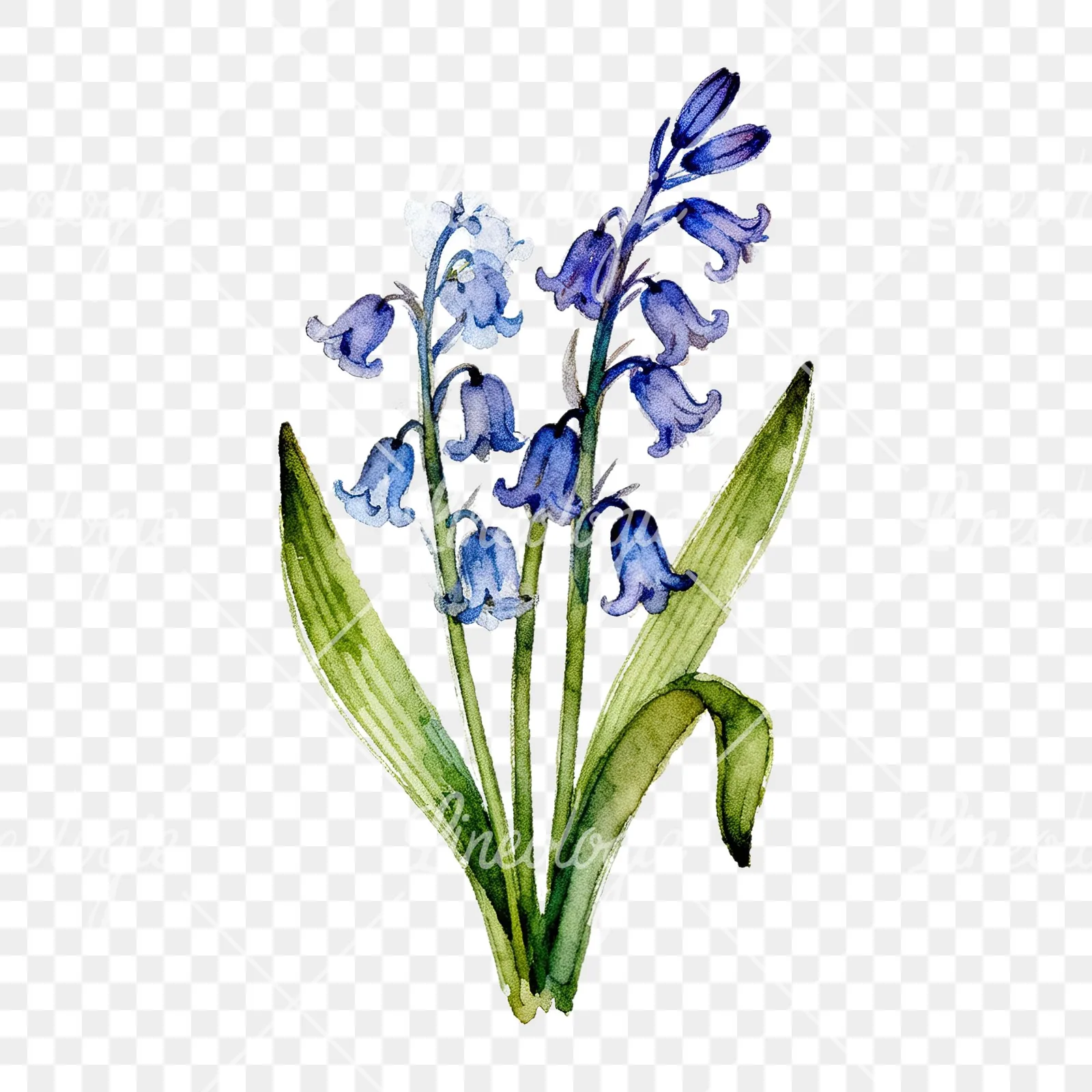 Watercolor bluebell bouquet clipart 7 of 9 on a transparent background (PNG)