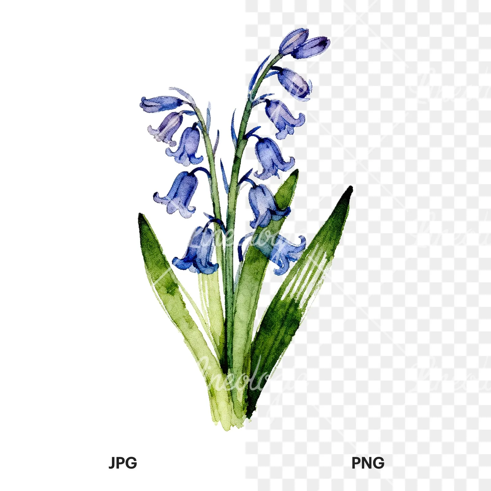 Watercolor bluebell bouquet clipart 9 of 9, as a JPG on white and a transparent PNG