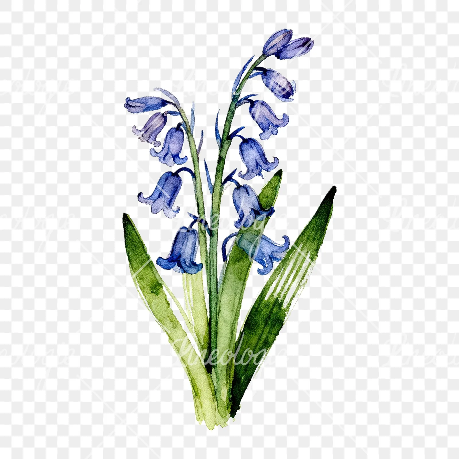 Watercolor bluebell bouquet clipart 9 of 9 on a transparent background (PNG)