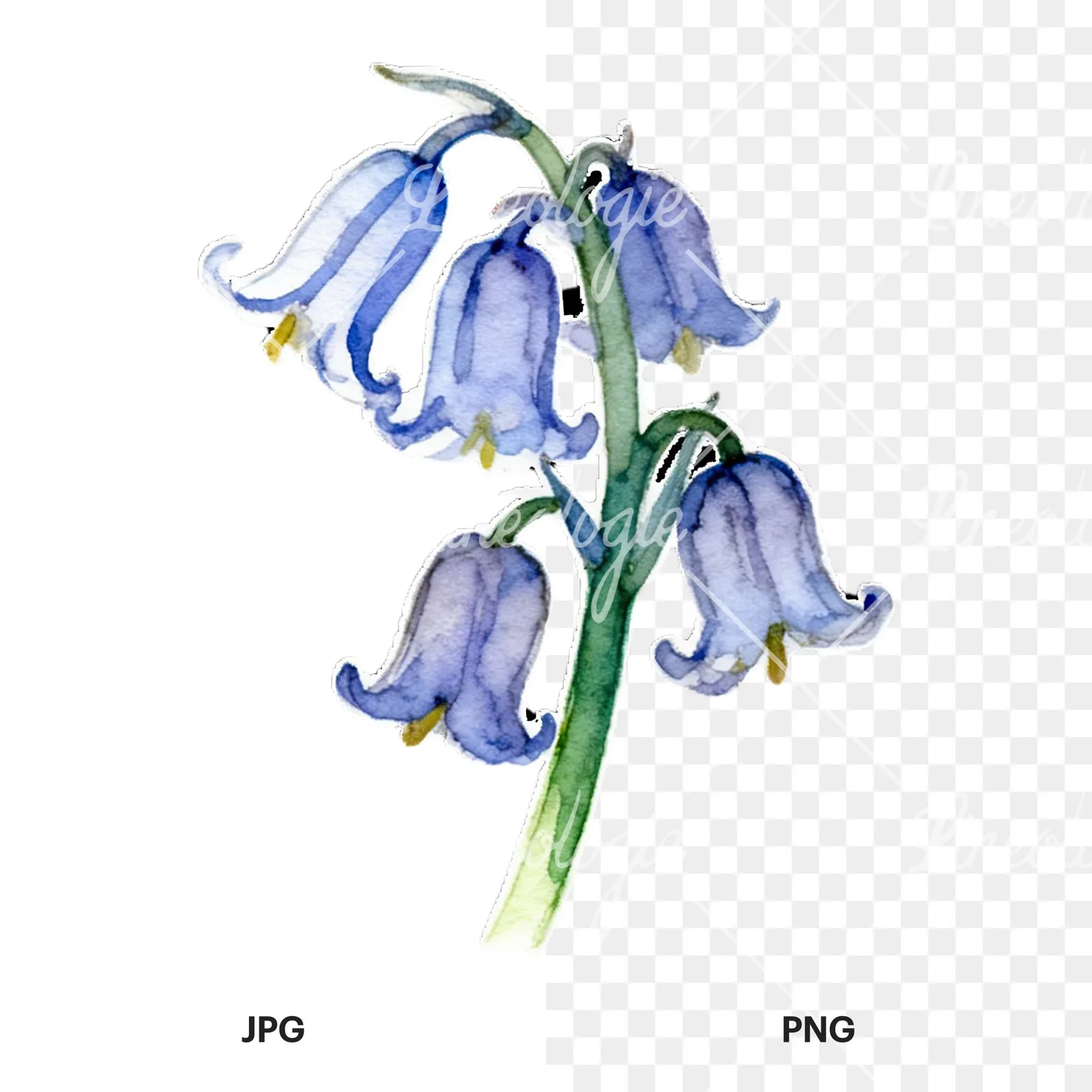 Watercolor bluebell flower set clipart 1 of 9, as a JPG on white and a transparent PNG