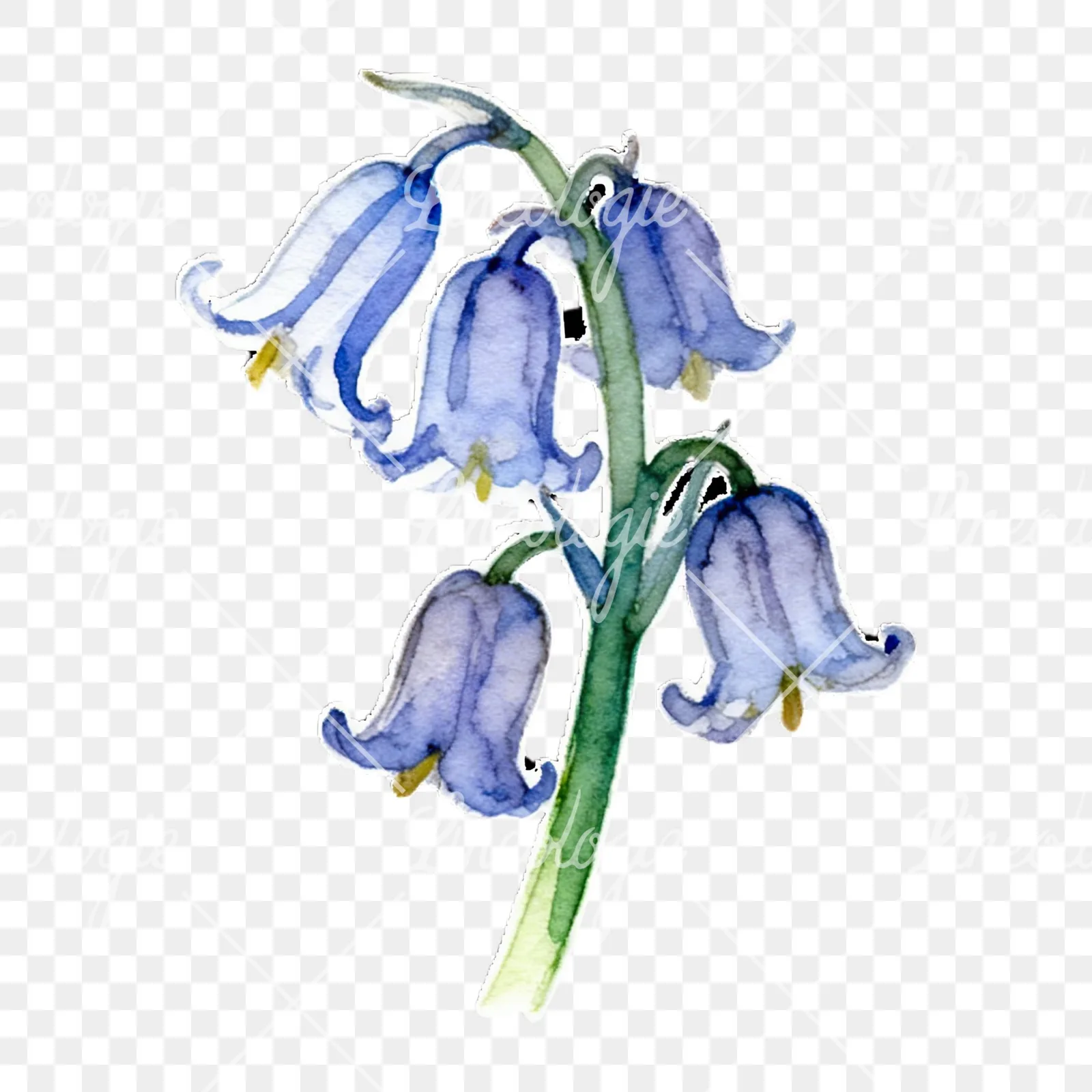 Watercolor bluebell flower set clipart 1 of 9 on a transparent background (PNG)
