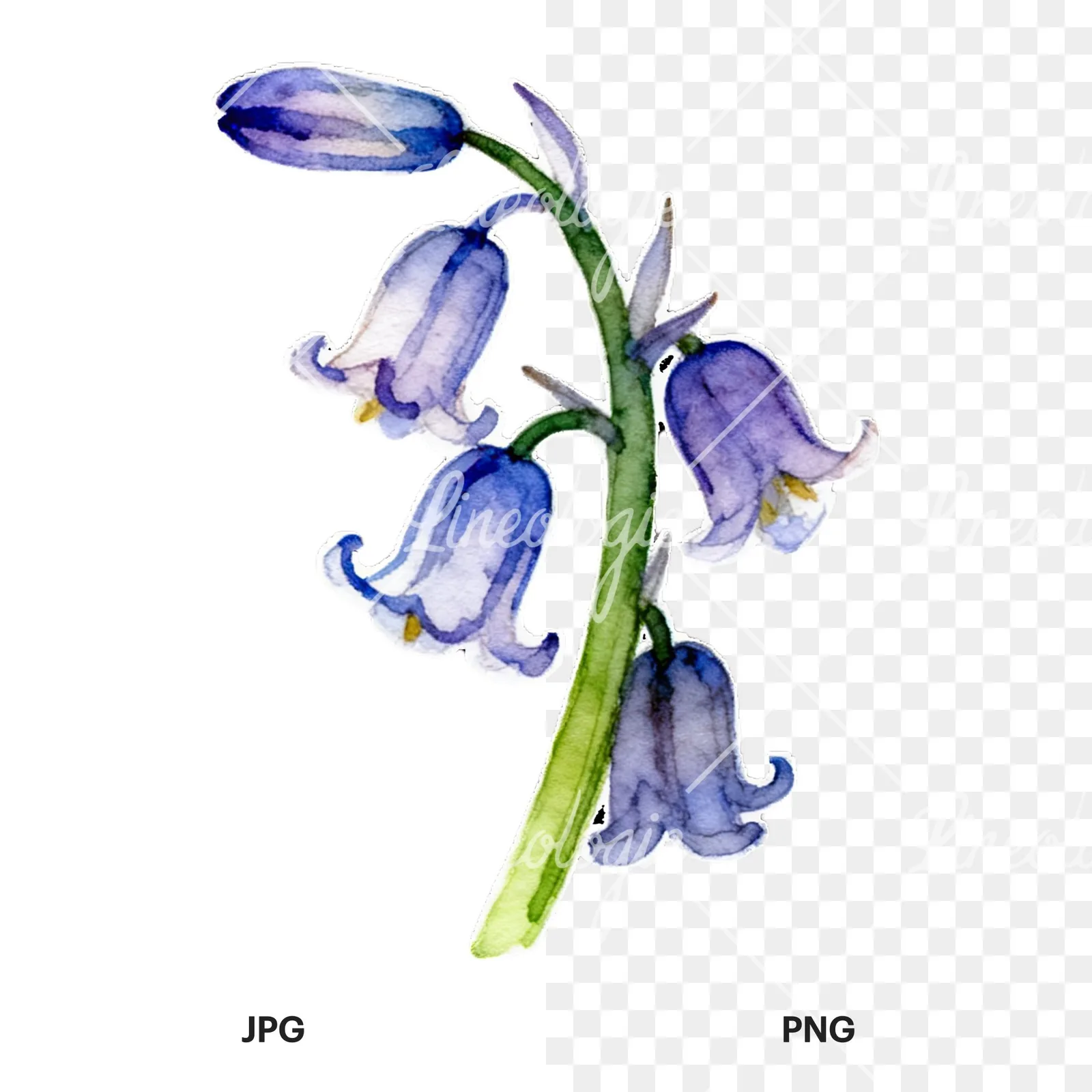 Watercolor bluebell flower set clipart 2 of 9, as a JPG on white and a transparent PNG