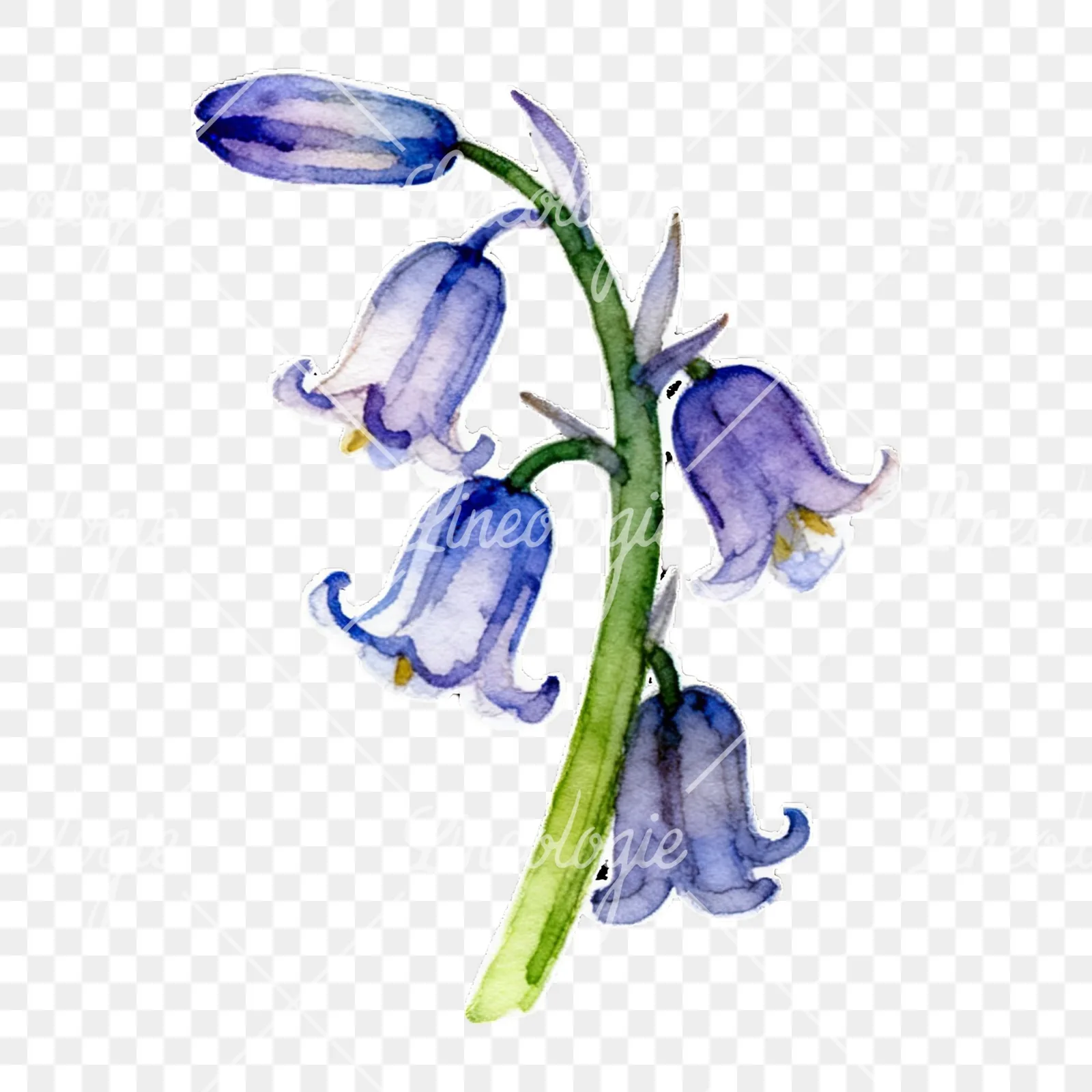 Watercolor bluebell flower set clipart 2 of 9 on a transparent background (PNG)