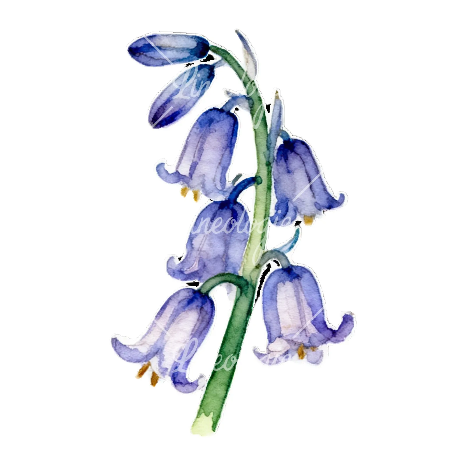 Watercolor bluebell flower set clipart 3 of 9 on a white background (JPG)