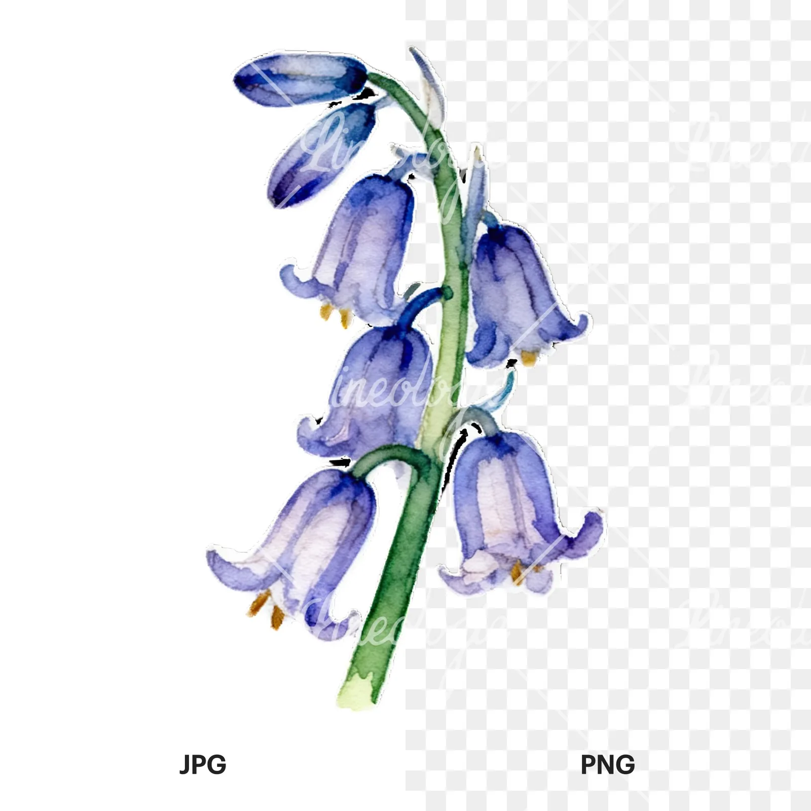 Watercolor bluebell flower set clipart 3 of 9, as a JPG on white and a transparent PNG