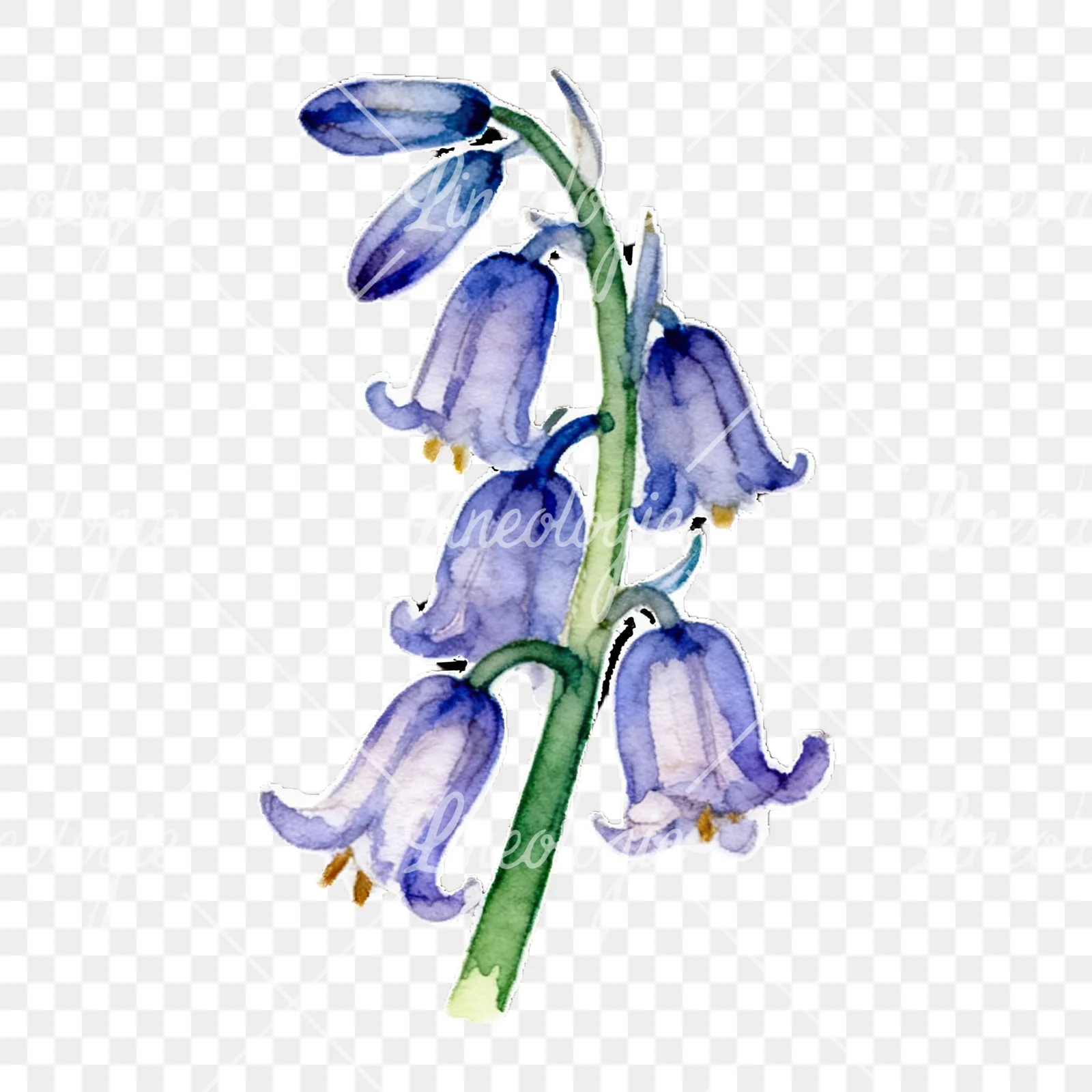 Watercolor bluebell flower set clipart 3 of 9 on a transparent background (PNG)