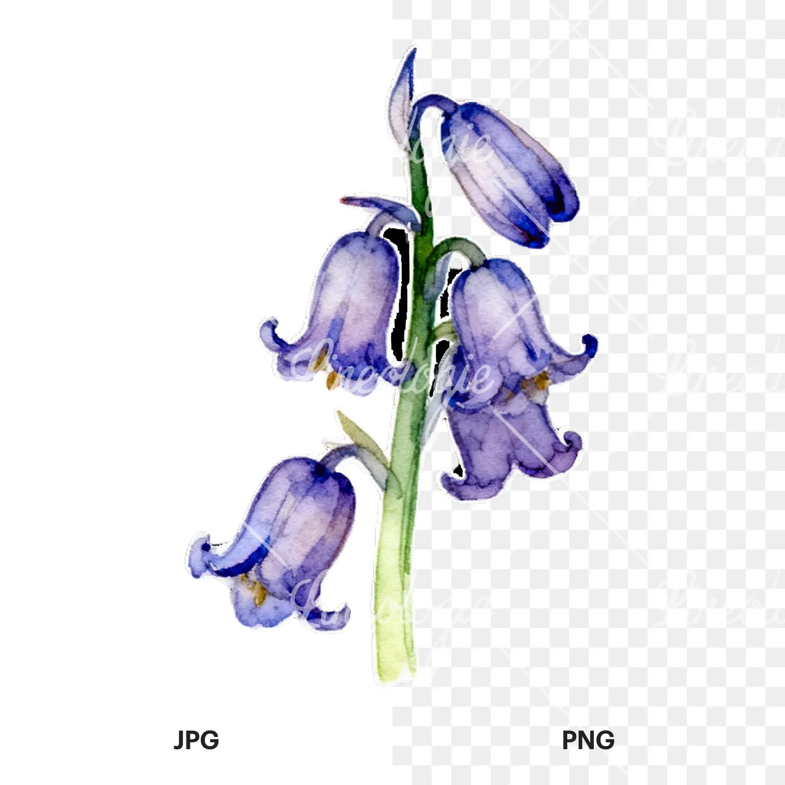 Watercolor bluebell flower set clipart 4 of 9, as a JPG on white and a transparent PNG