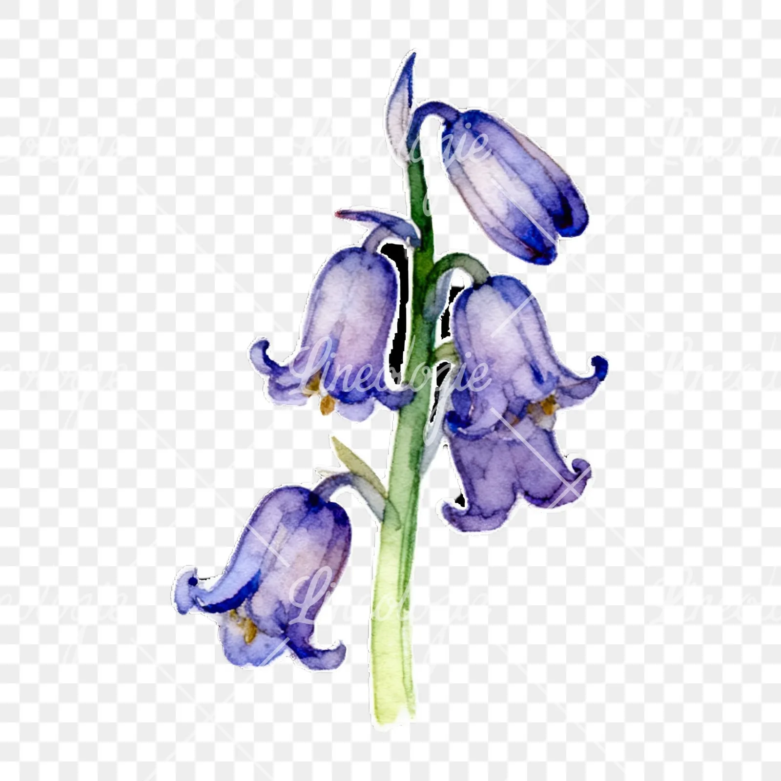 Watercolor bluebell flower set clipart 4 of 9 on a transparent background (PNG)
