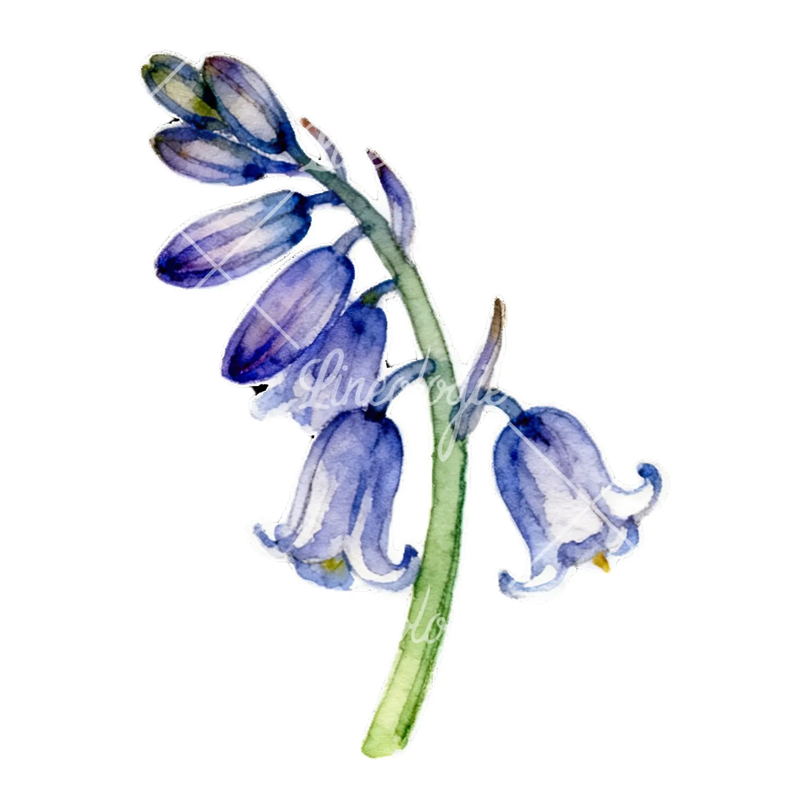 Watercolor bluebell flower set clipart 5 of 9 on a white background (JPG)