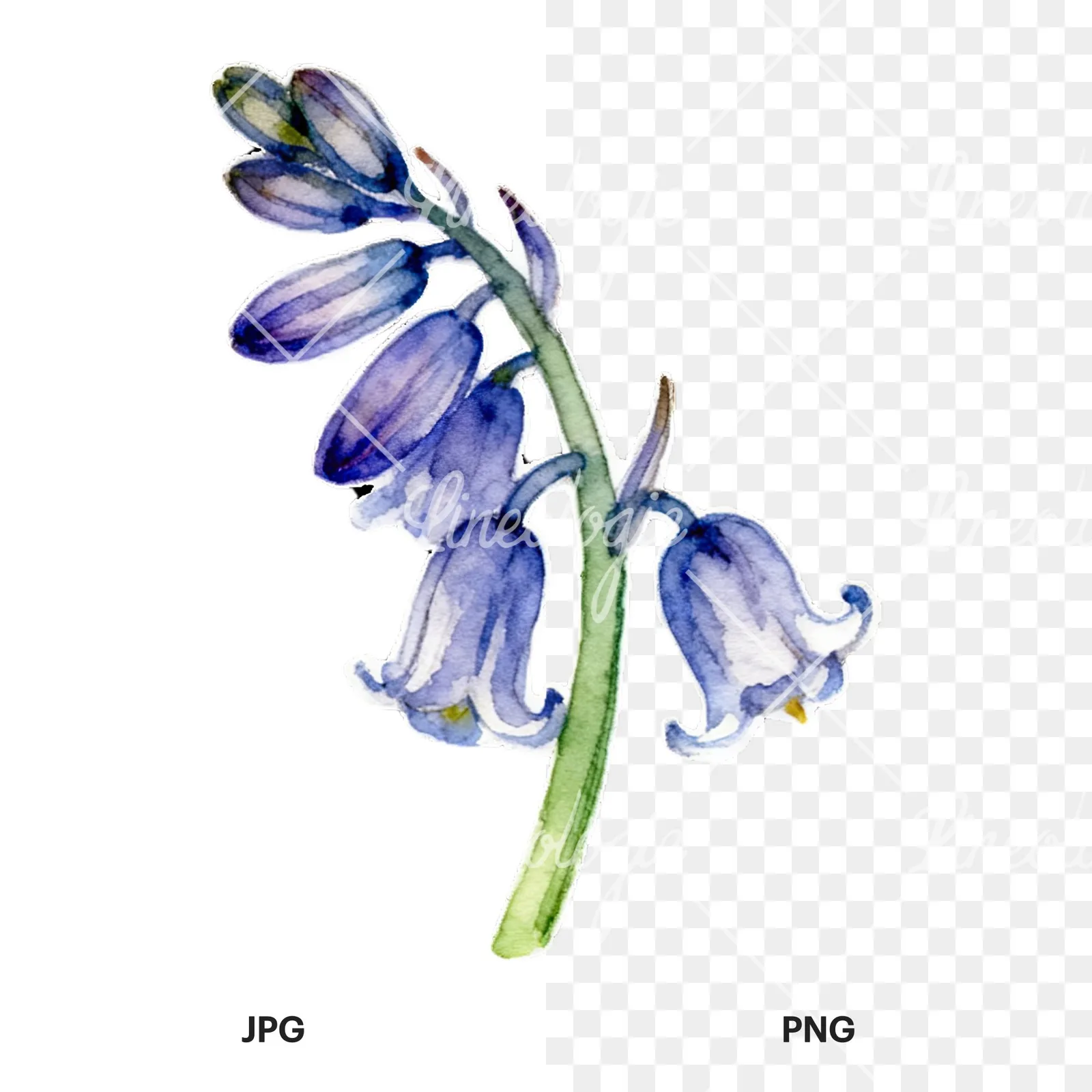Watercolor bluebell flower set clipart 5 of 9, as a JPG on white and a transparent PNG