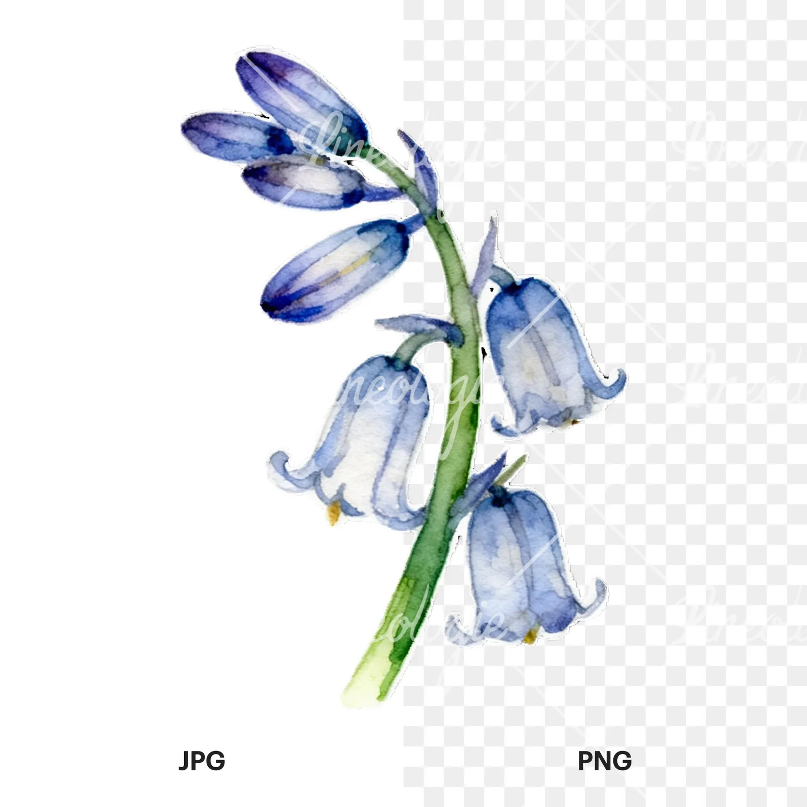 Watercolor bluebell flower set clipart 6 of 9, as a JPG on white and a transparent PNG
