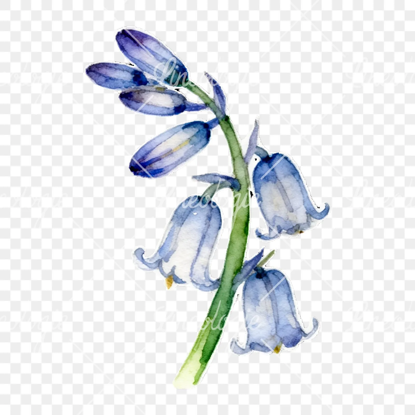 Watercolor bluebell flower set clipart 6 of 9 on a transparent background (PNG)