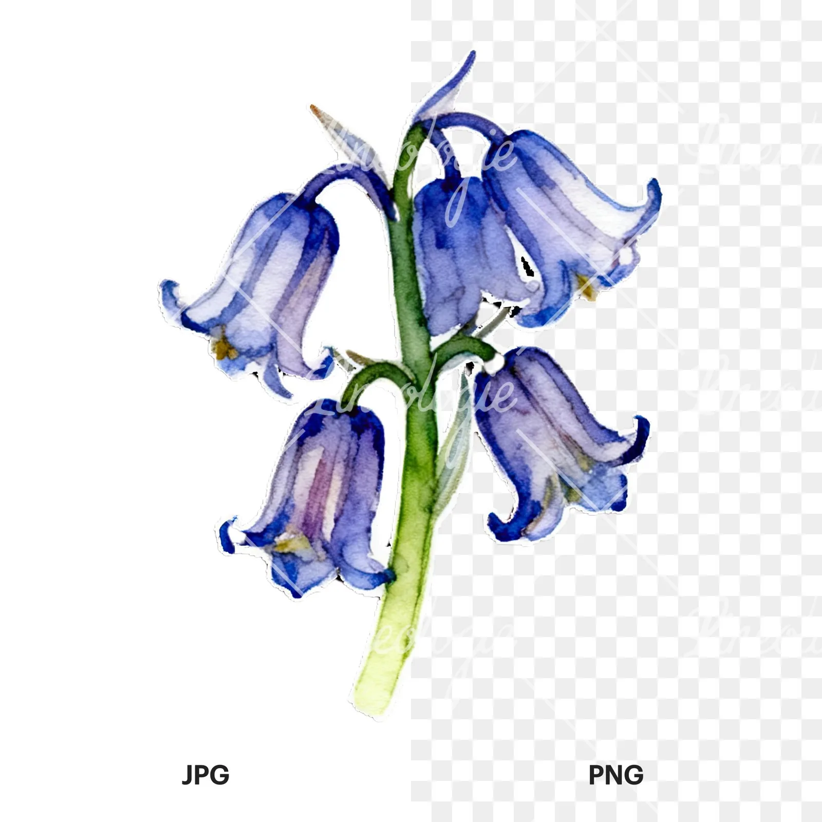 Watercolor bluebell flower set clipart 7 of 9, as a JPG on white and a transparent PNG