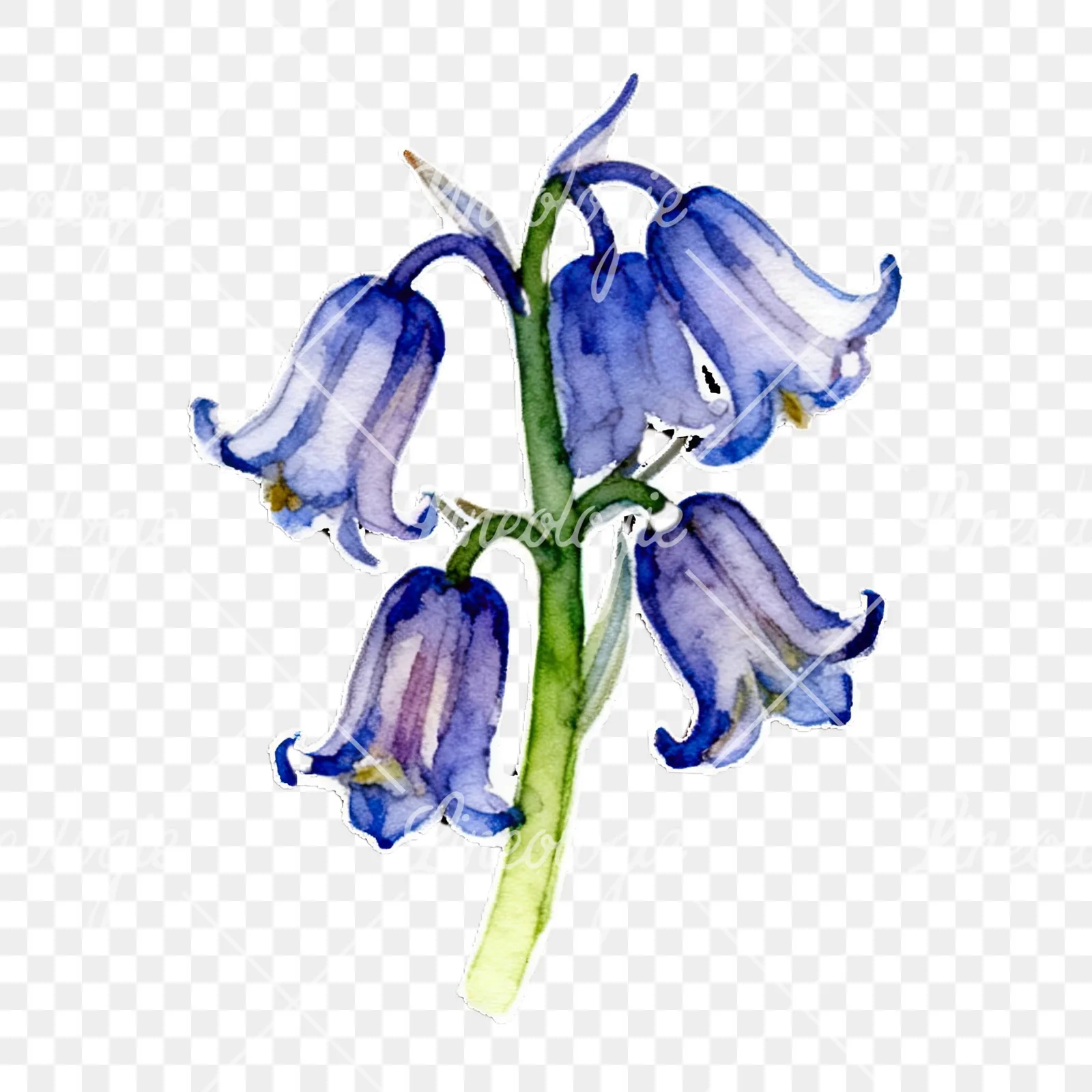 Watercolor bluebell flower set clipart 7 of 9 on a transparent background (PNG)