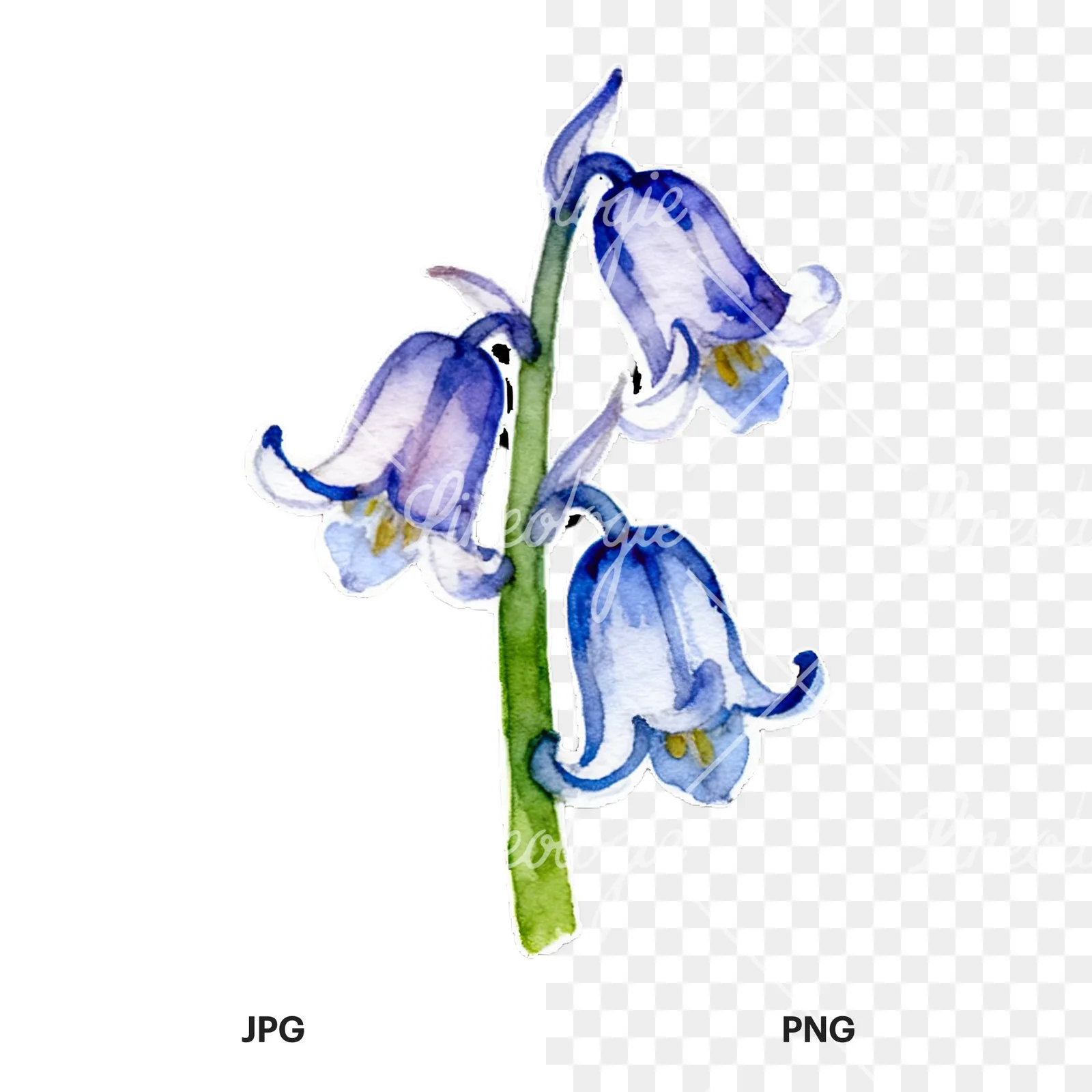 Watercolor bluebell flower set clipart 8 of 9, as a JPG on white and a transparent PNG
