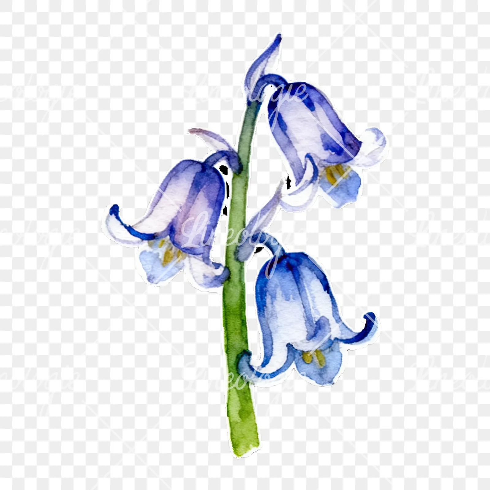 Watercolor bluebell flower set clipart 8 of 9 on a transparent background (PNG)