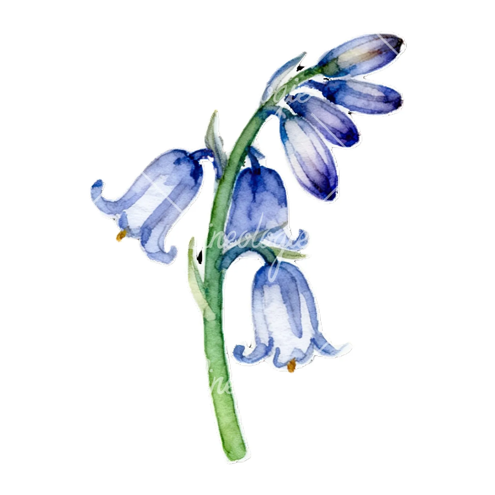 Watercolor bluebell flower set clipart 9 of 9 on a white background (JPG)