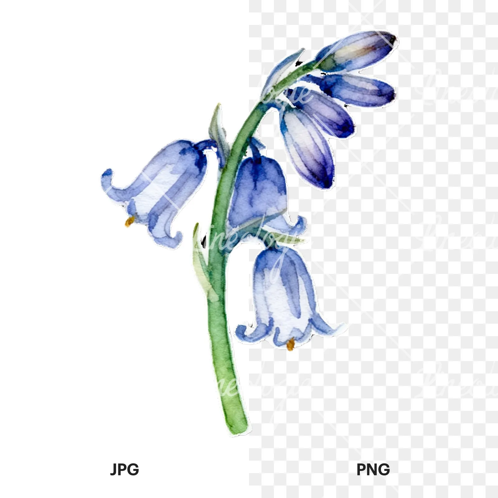 Watercolor bluebell flower set clipart 9 of 9, as a JPG on white and a transparent PNG