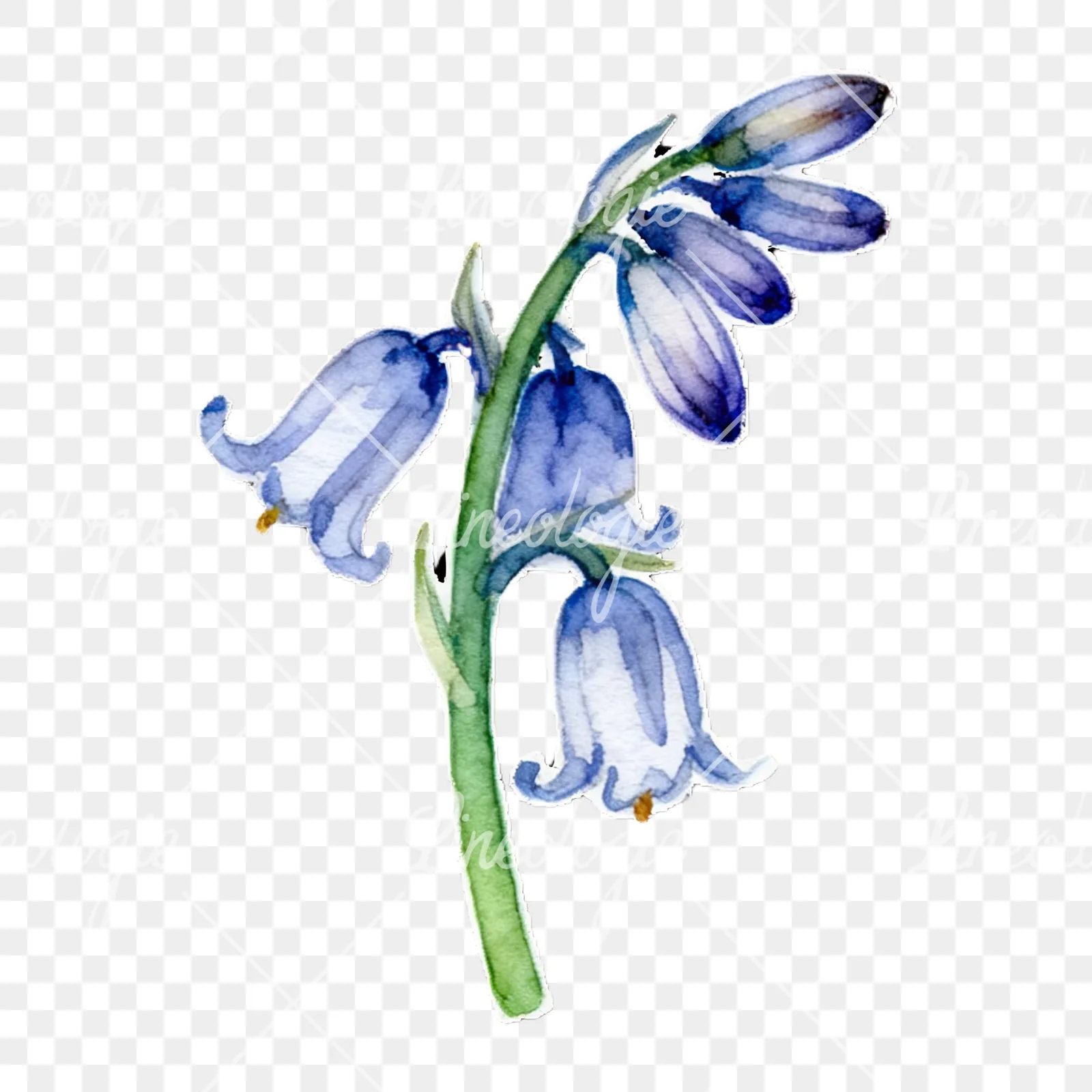 Watercolor bluebell flower set clipart 9 of 9 on a transparent background (PNG)