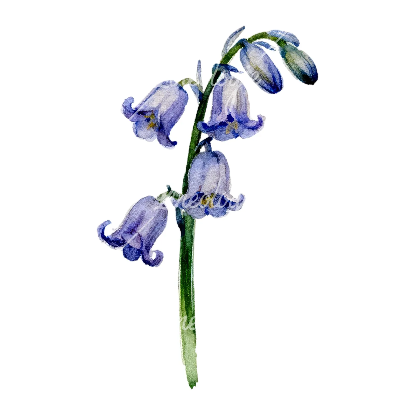 Watercolor single stem bluebell flower clipart 1 of 9 on a white background (JPG)