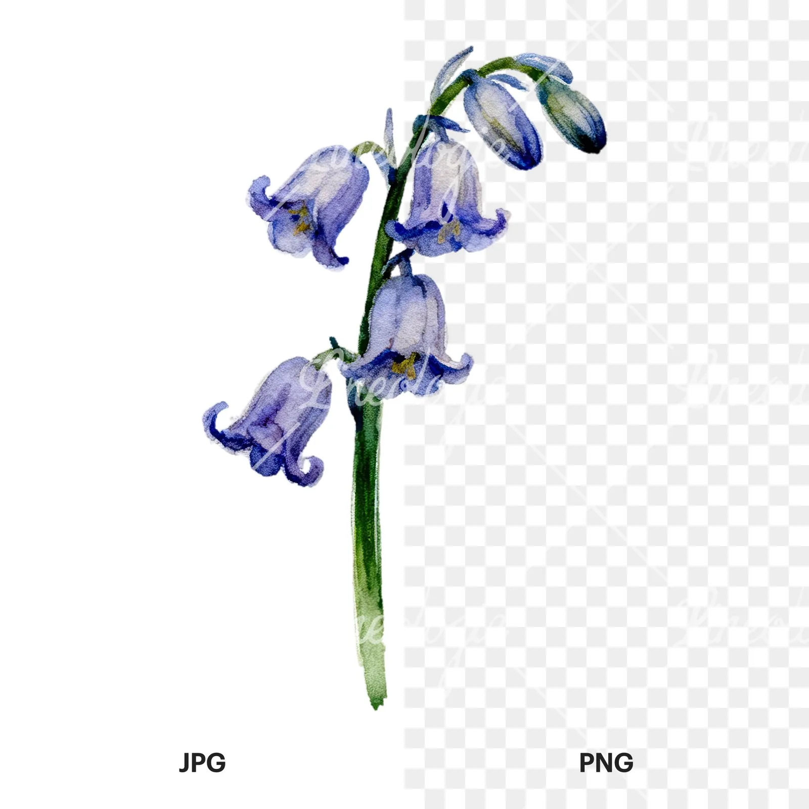 Watercolor single stem bluebell flower clipart 1 of 9, as a JPG on white and a transparent PNG