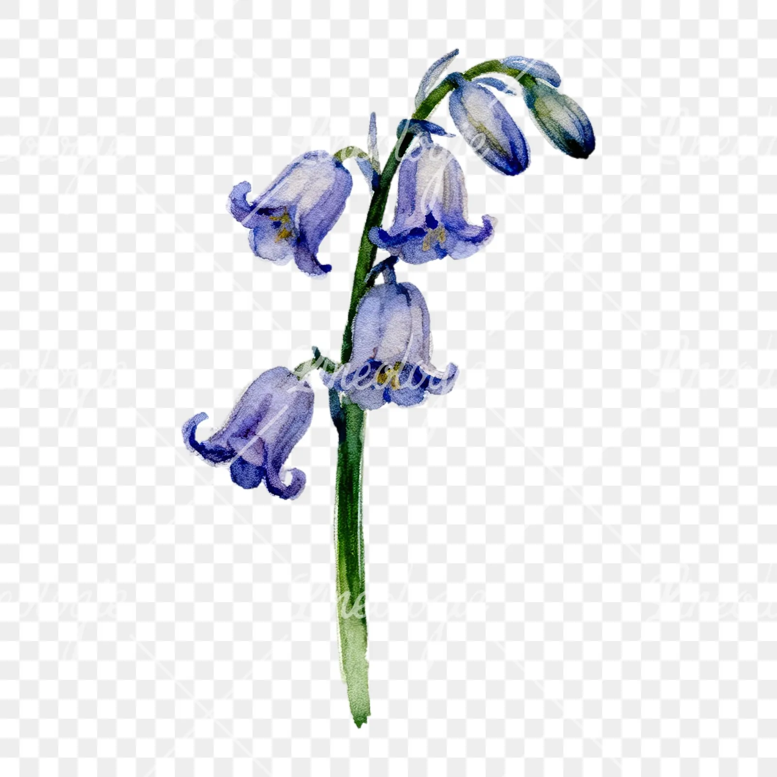 Watercolor single stem bluebell flower clipart 1 of 9 on a transparent background (PNG)