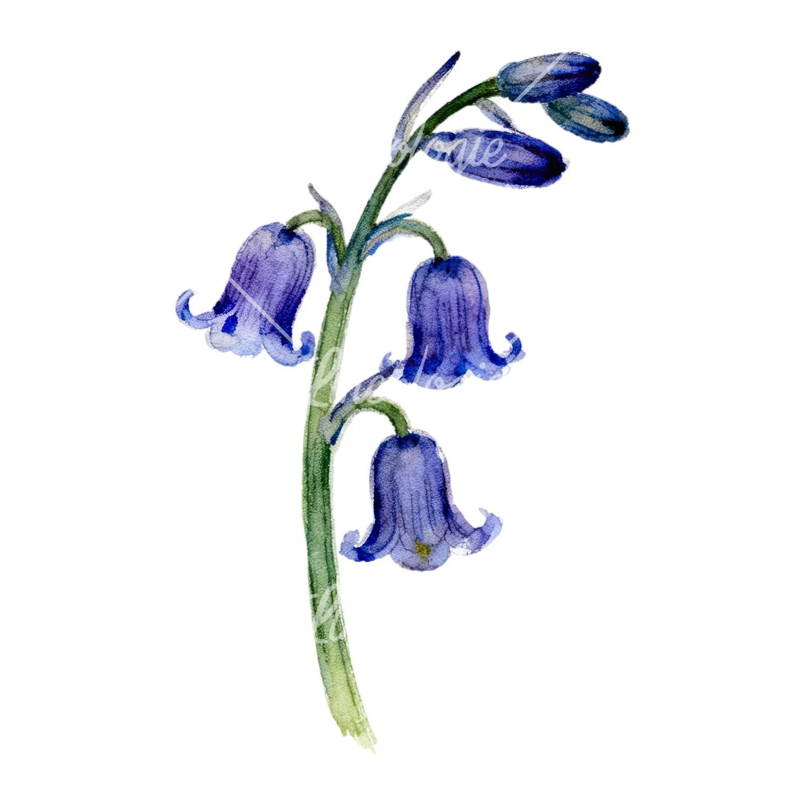 Watercolor single stem bluebell flower clipart 2 of 9 on a white background (JPG)