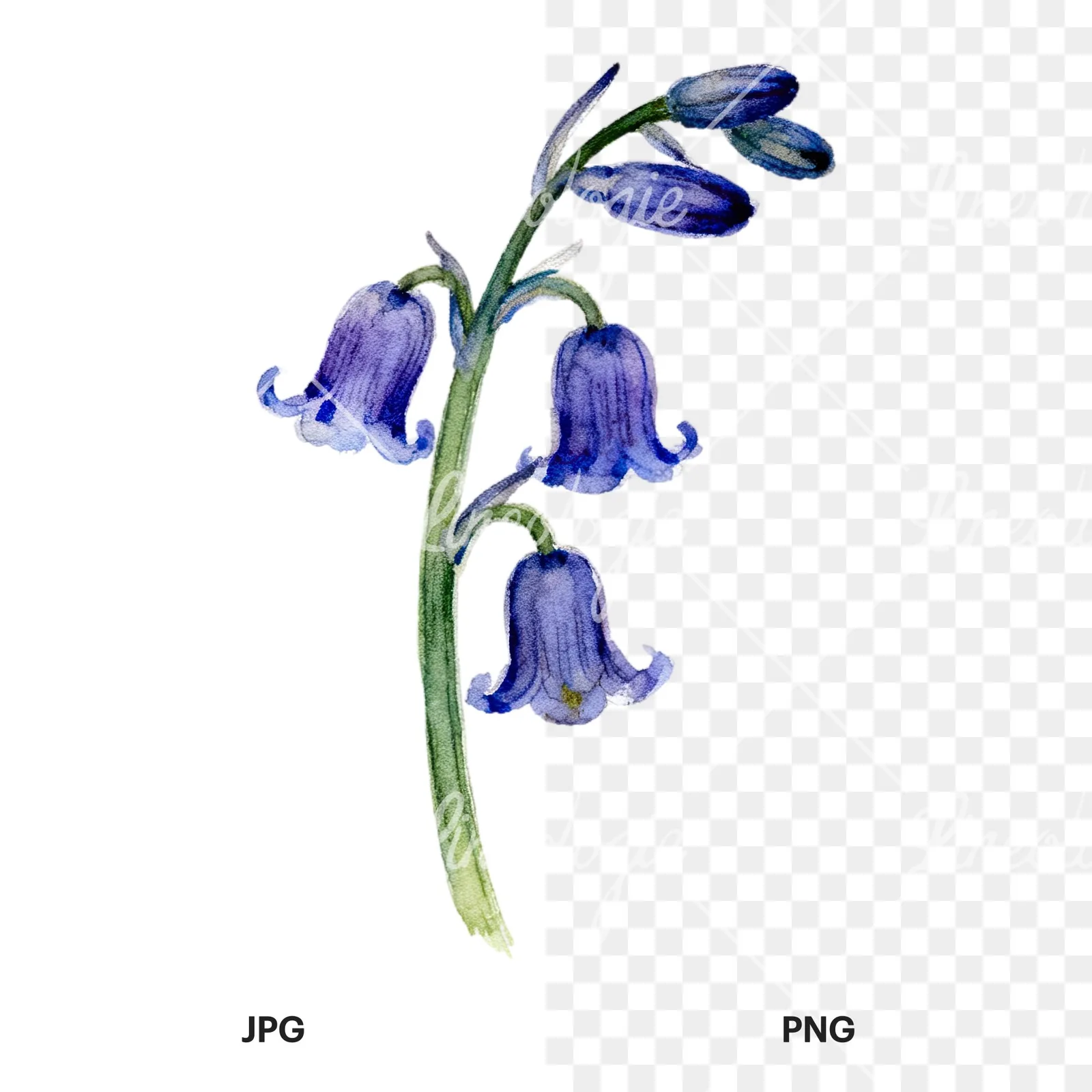 Watercolor single stem bluebell flower clipart 2 of 9, as a JPG on white and a transparent PNG