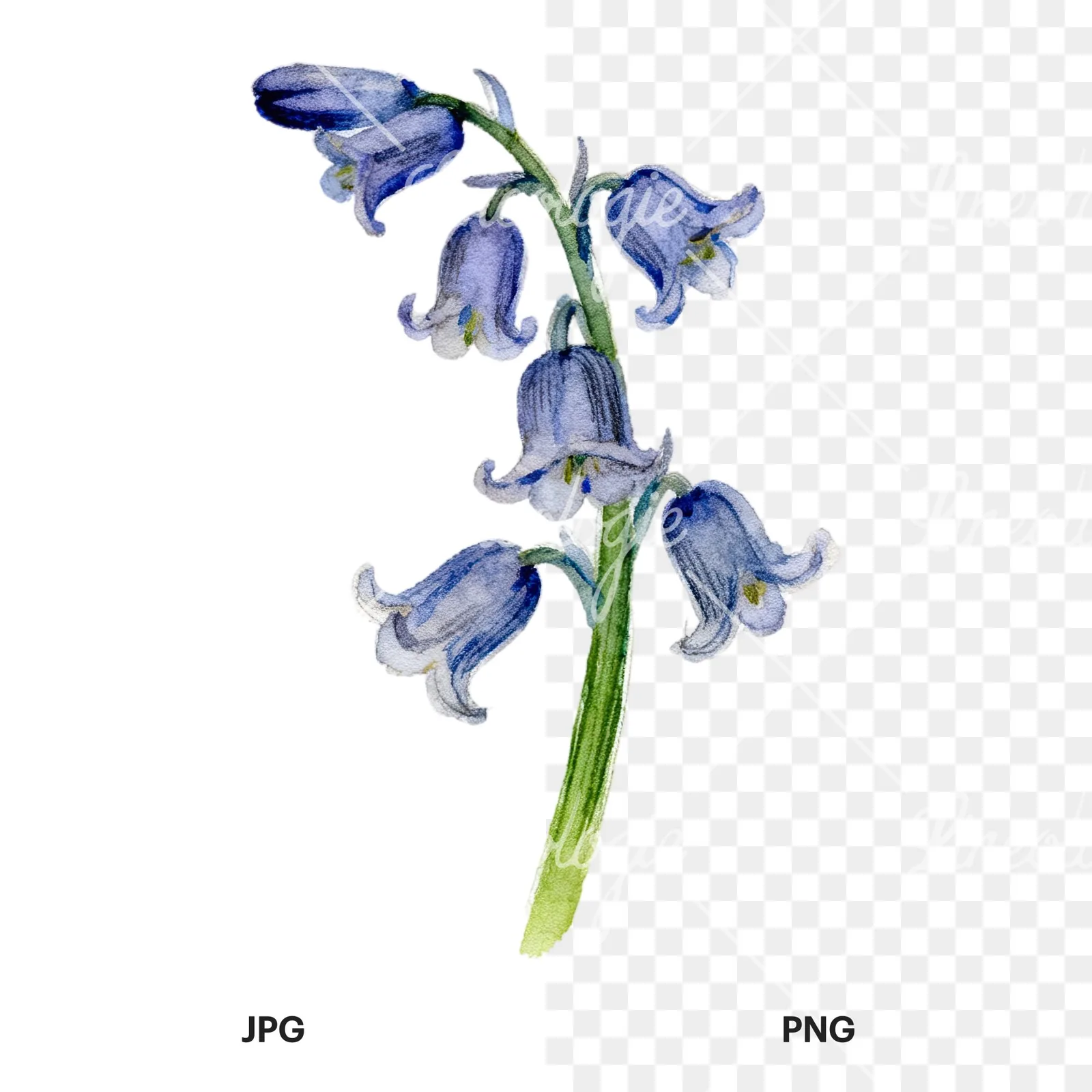 Watercolor single stem bluebell flower clipart 3 of 9, as a JPG on white and a transparent PNG