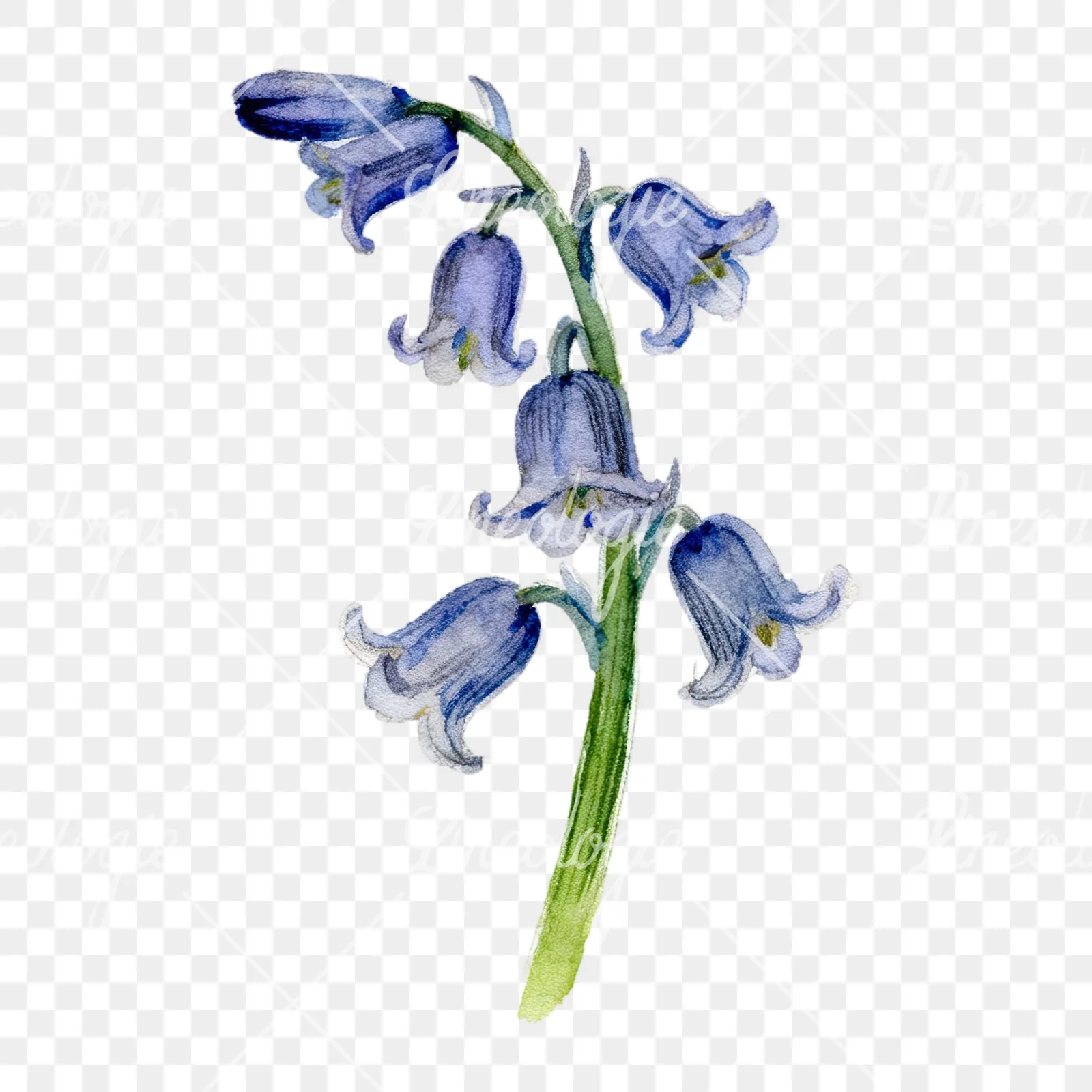 Watercolor single stem bluebell flower clipart 3 of 9 on a transparent background (PNG)