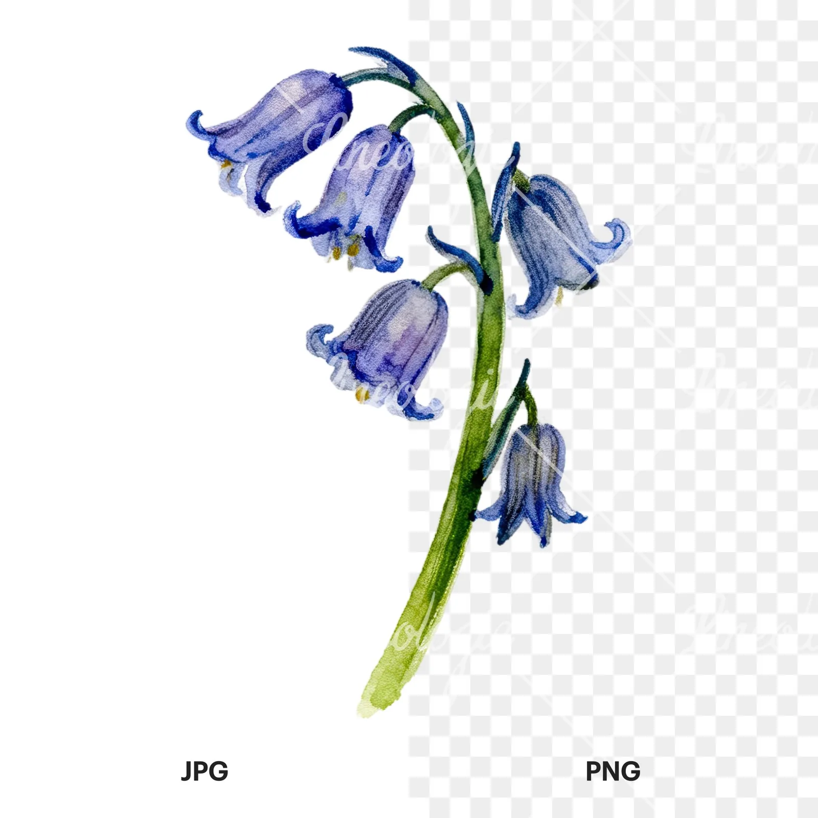 Watercolor single stem bluebell flower clipart 4 of 9, as a JPG on white and a transparent PNG