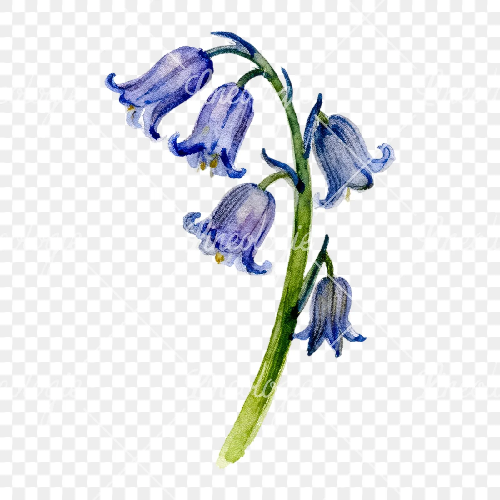 Watercolor single stem bluebell flower clipart 4 of 9 on a transparent background (PNG)