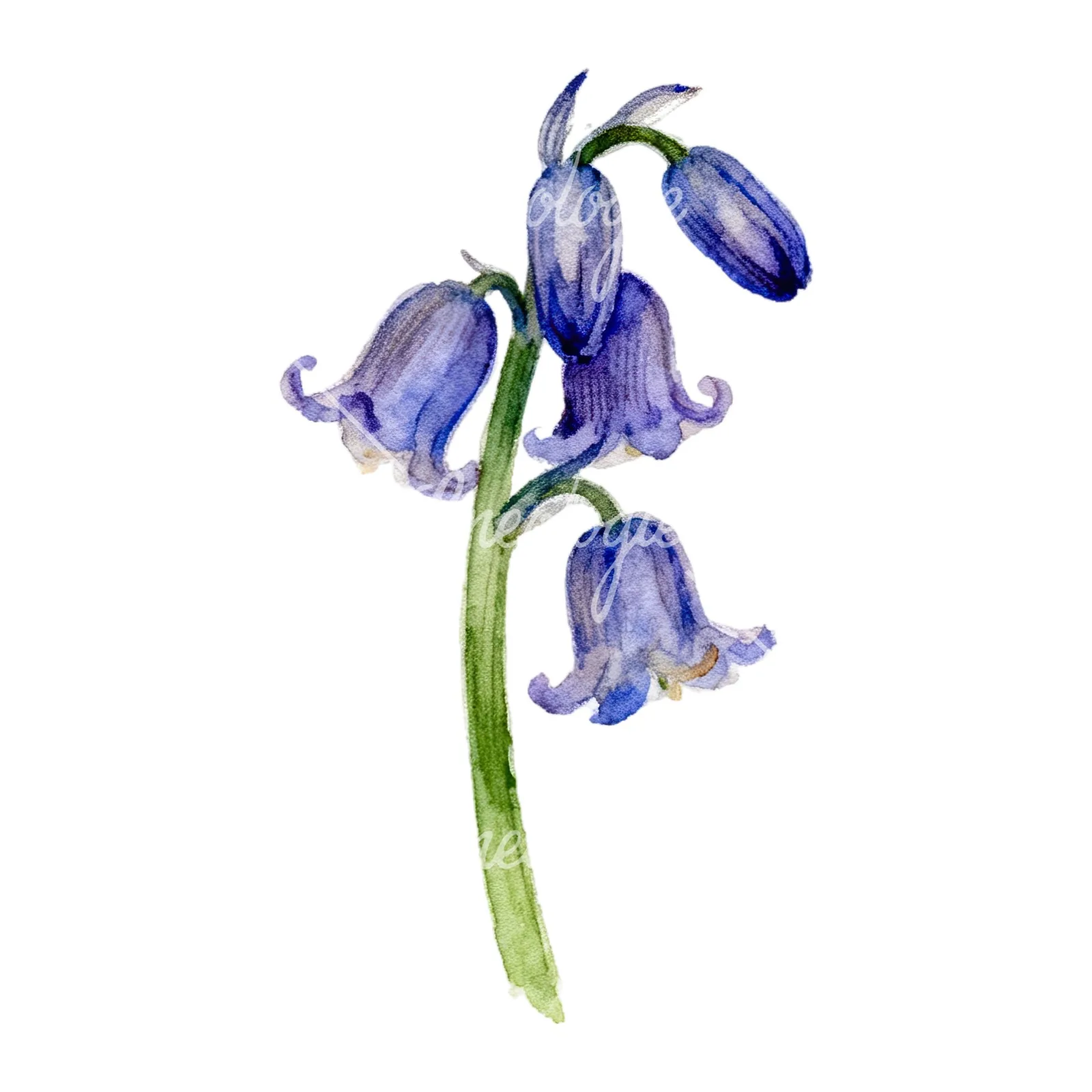Watercolor single stem bluebell flower clipart 5 of 9 on a white background (JPG)