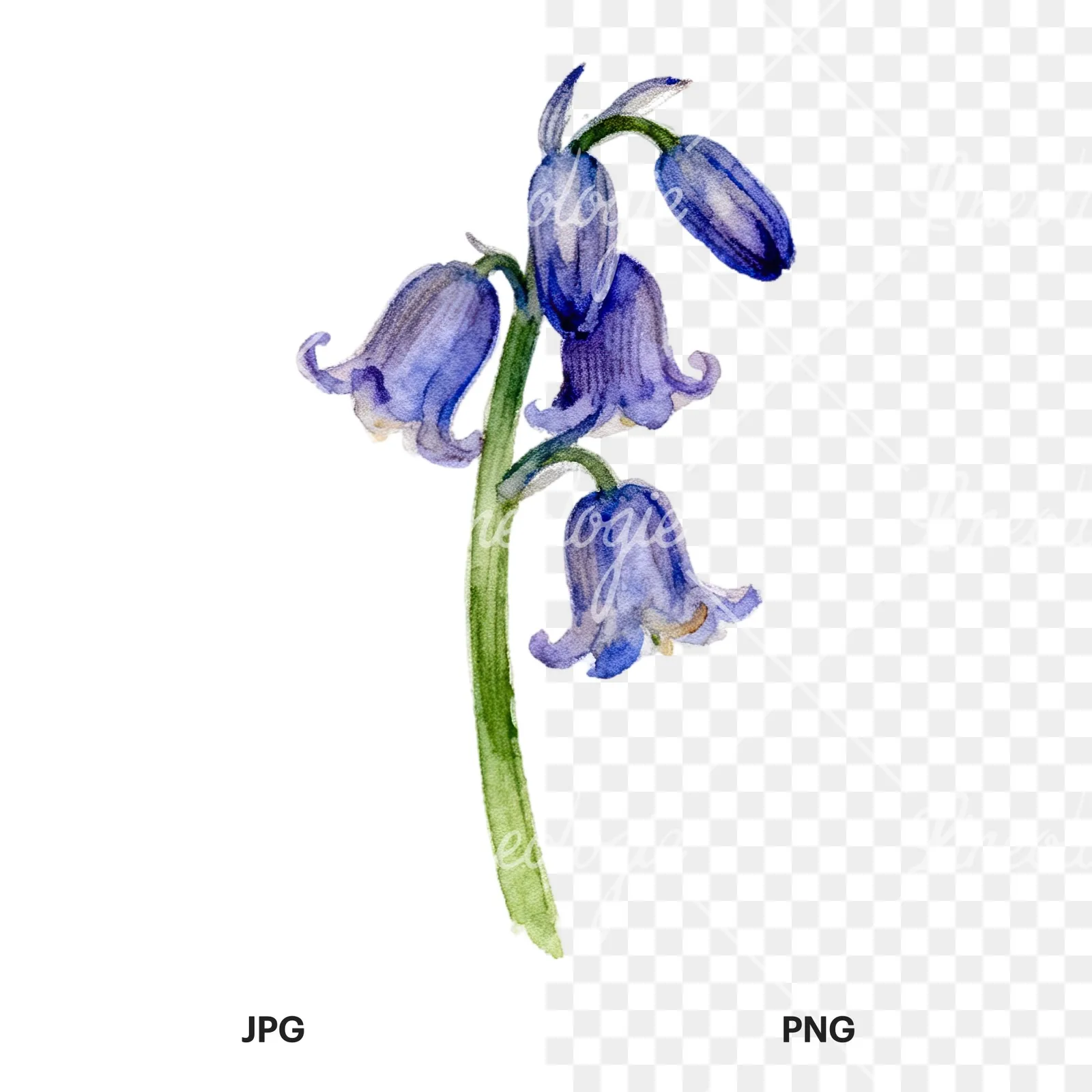 Watercolor single stem bluebell flower clipart 5 of 9, as a JPG on white and a transparent PNG