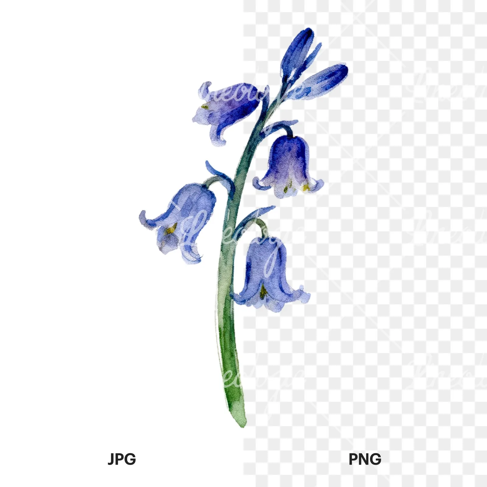 Watercolor single stem bluebell flower clipart 6 of 9, as a JPG on white and a transparent PNG