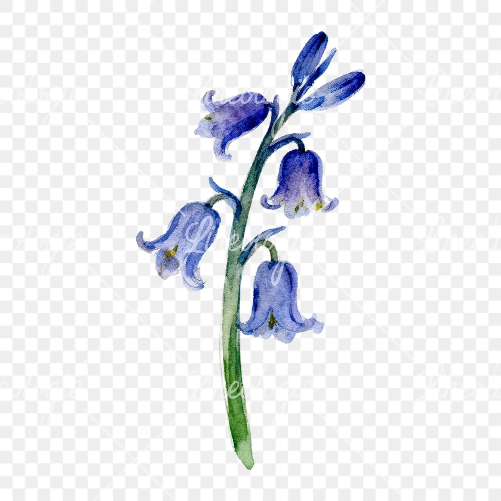 Watercolor single stem bluebell flower clipart 6 of 9 on a transparent background (PNG)