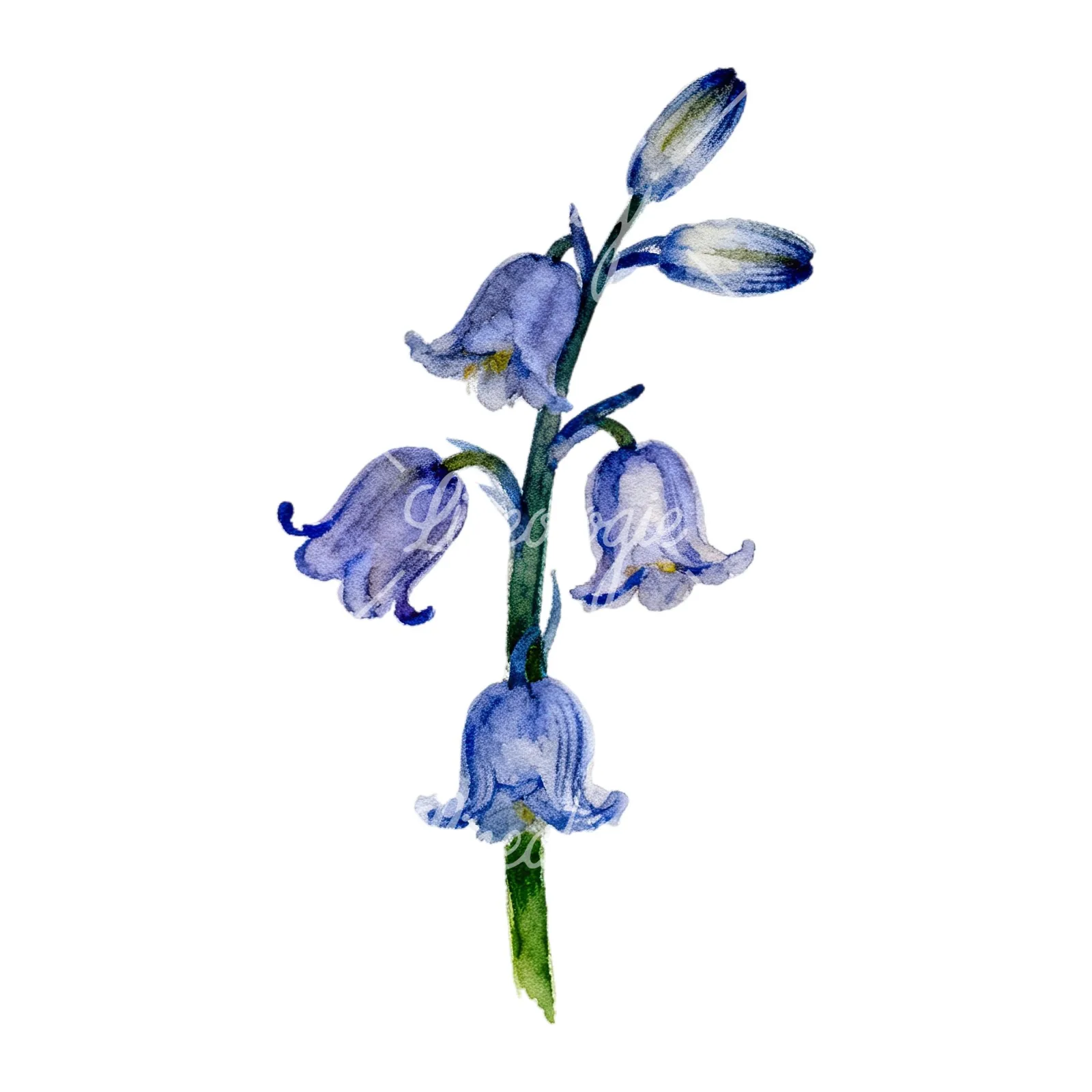 Watercolor single stem bluebell flower clipart 7 of 9 on a white background (JPG)