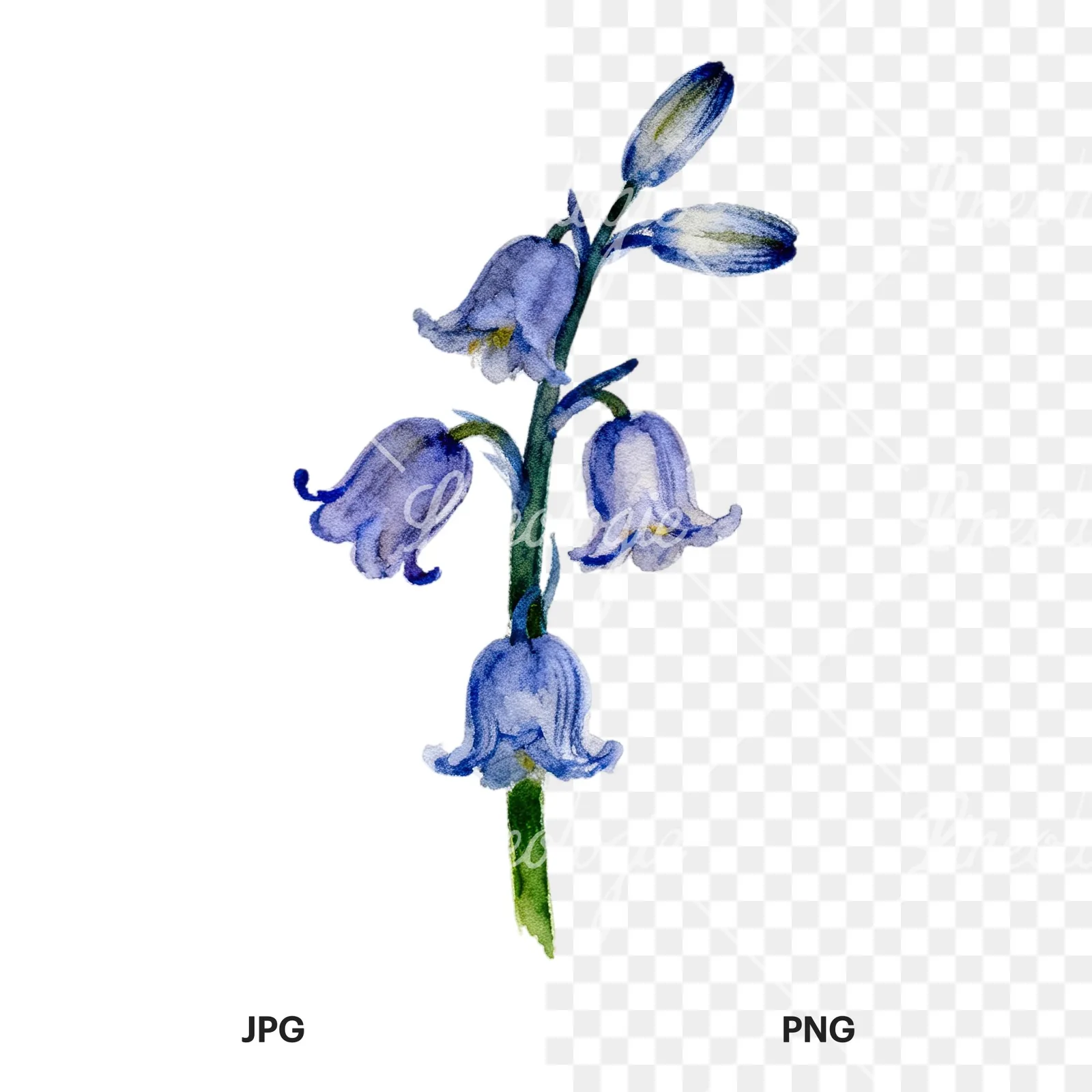 Watercolor single stem bluebell flower clipart 7 of 9, as a JPG on white and a transparent PNG