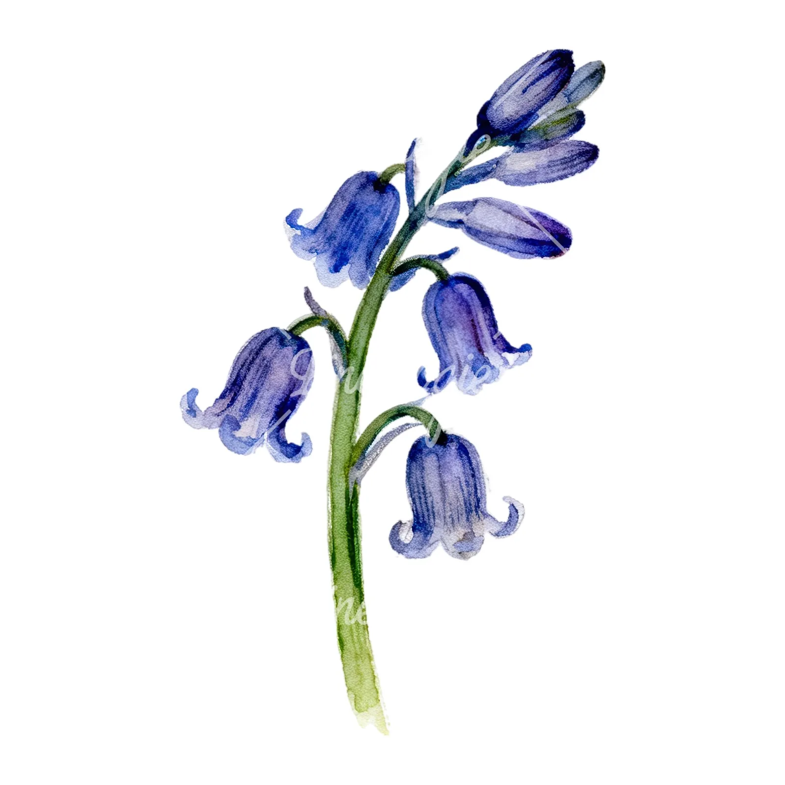 Watercolor single stem bluebell flower clipart 8 of 9 on a white background (JPG)