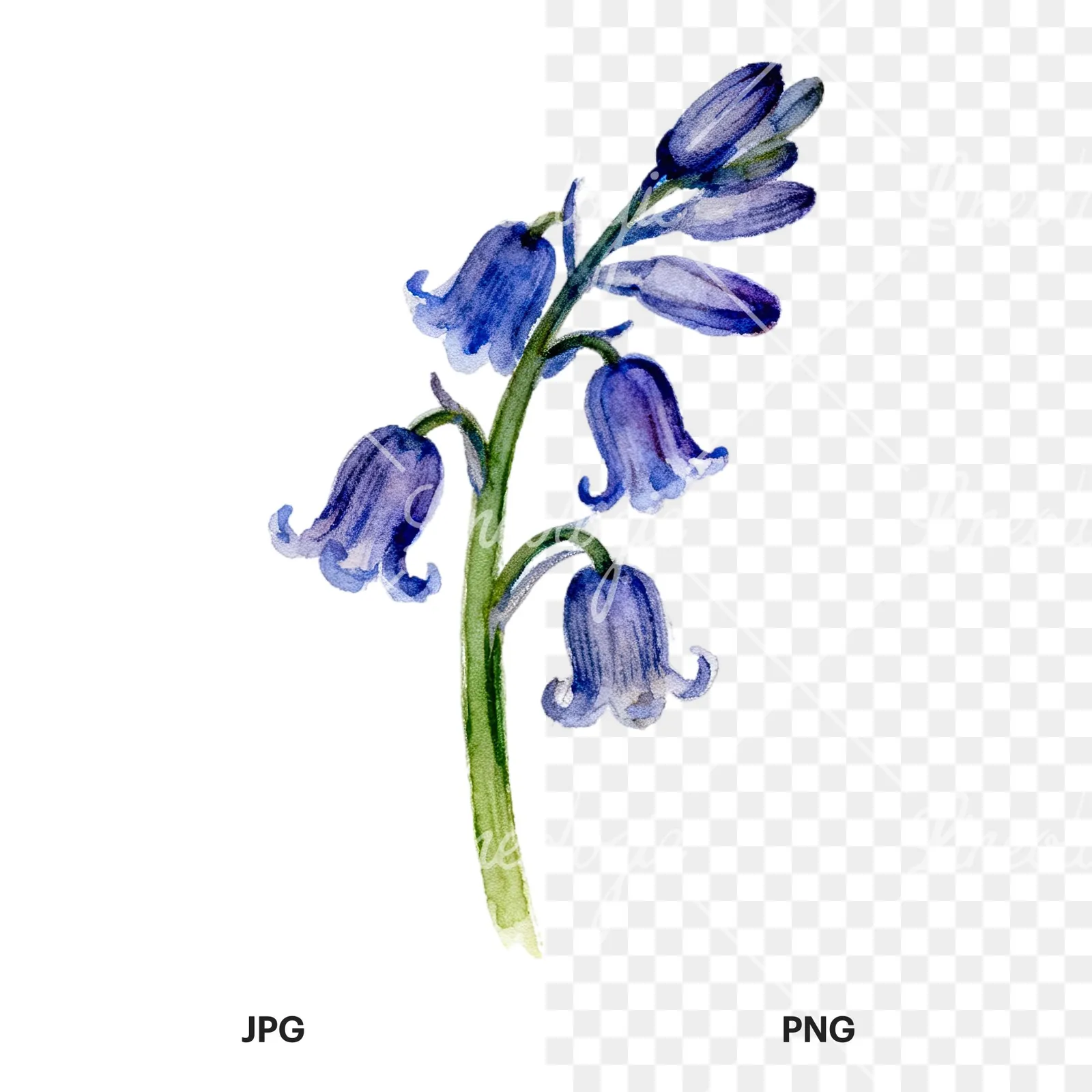 Watercolor single stem bluebell flower clipart 8 of 9, as a JPG on white and a transparent PNG