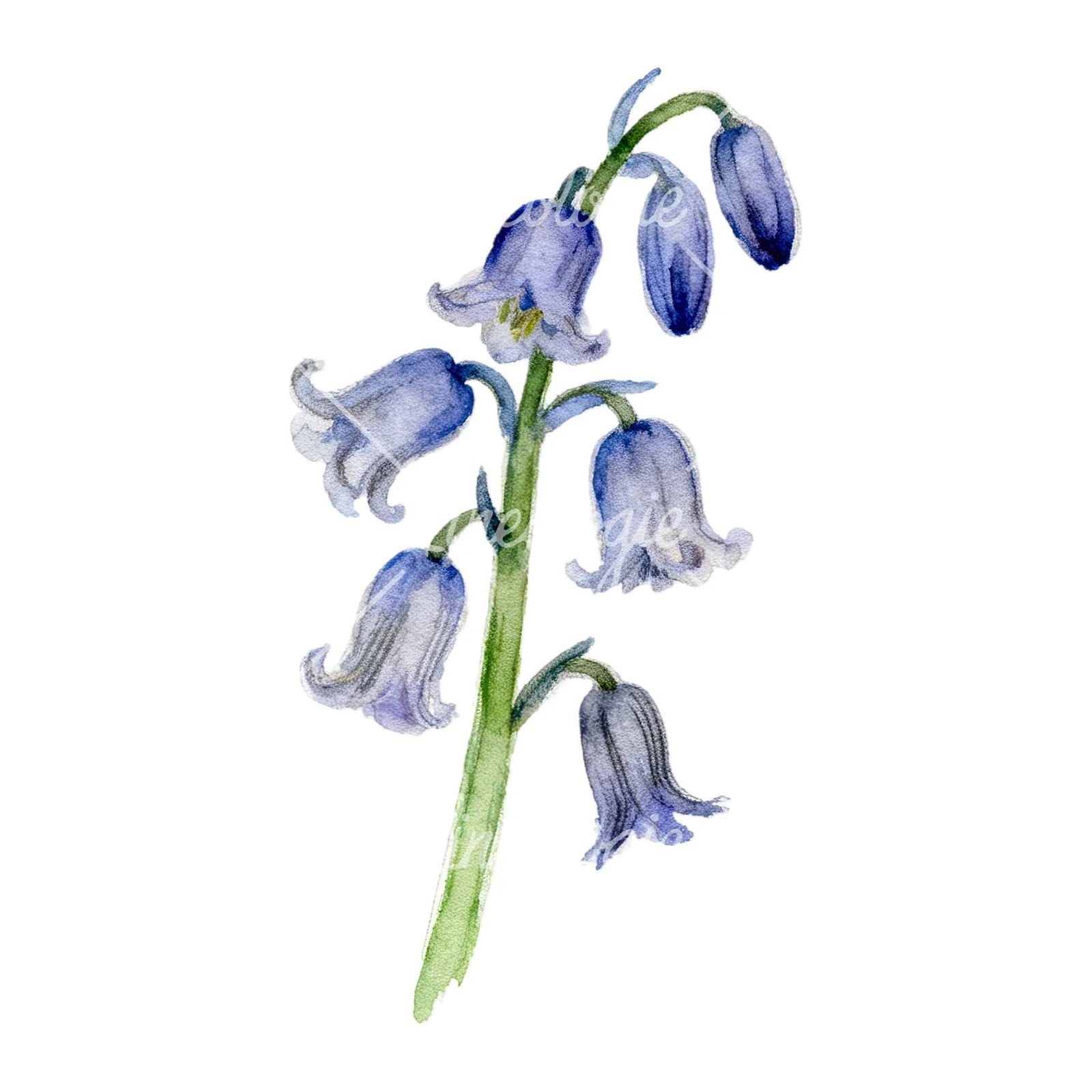 Watercolor single stem bluebell flower clipart 9 of 9 on a white background (JPG)