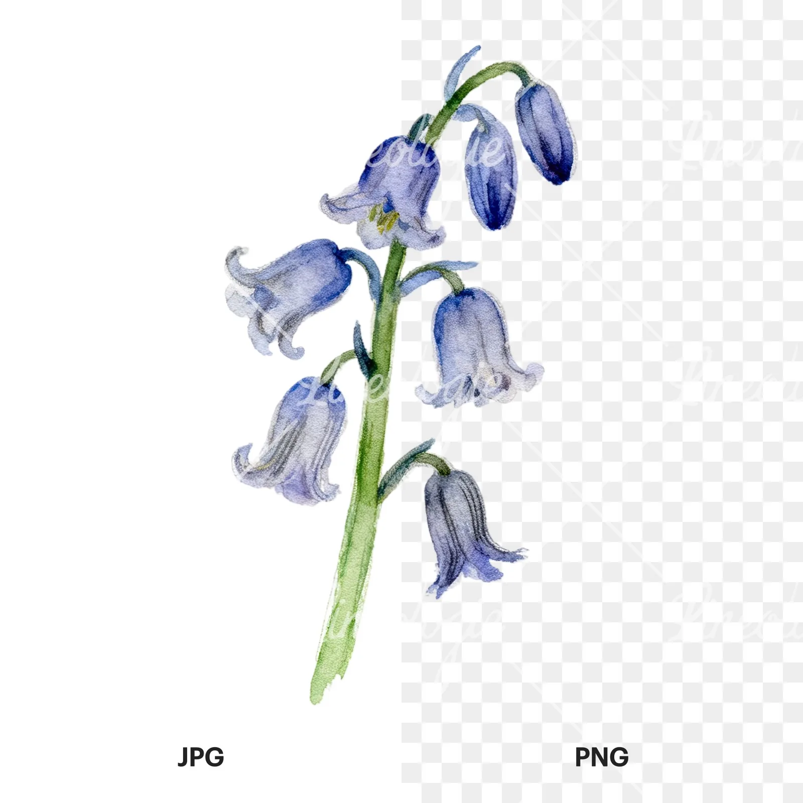Watercolor single stem bluebell flower clipart 9 of 9, as a JPG on white and a transparent PNG