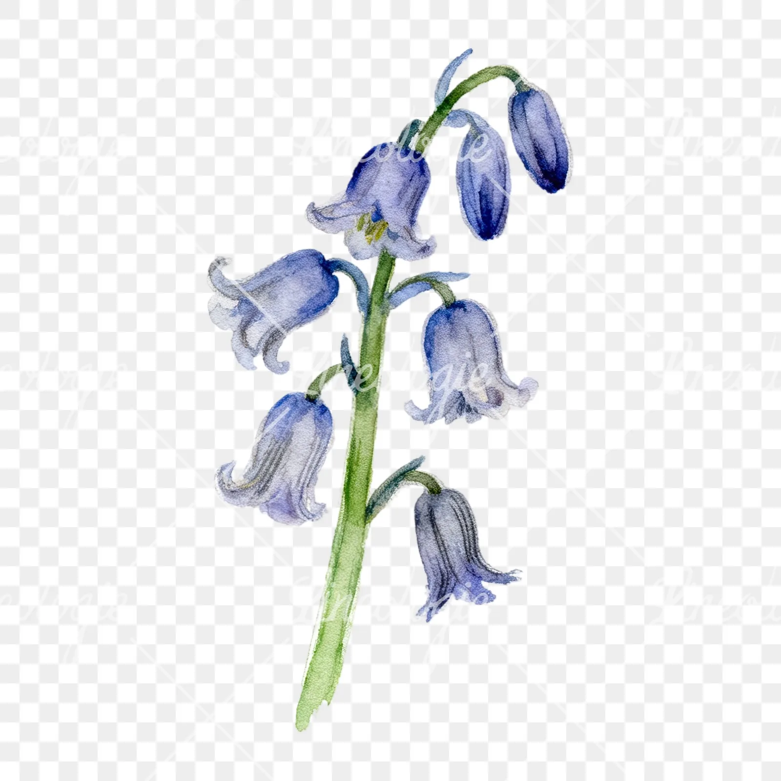Watercolor single stem bluebell flower clipart 9 of 9 on a transparent background (PNG)