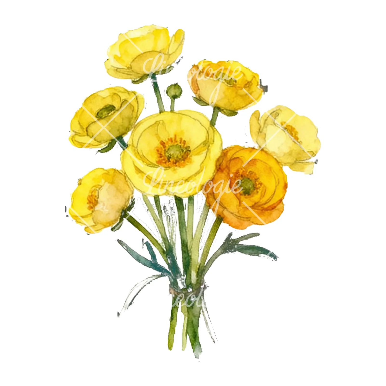 Watercolor yellow buttercup bouquet clipart 1 of 9 on a white background (JPG)