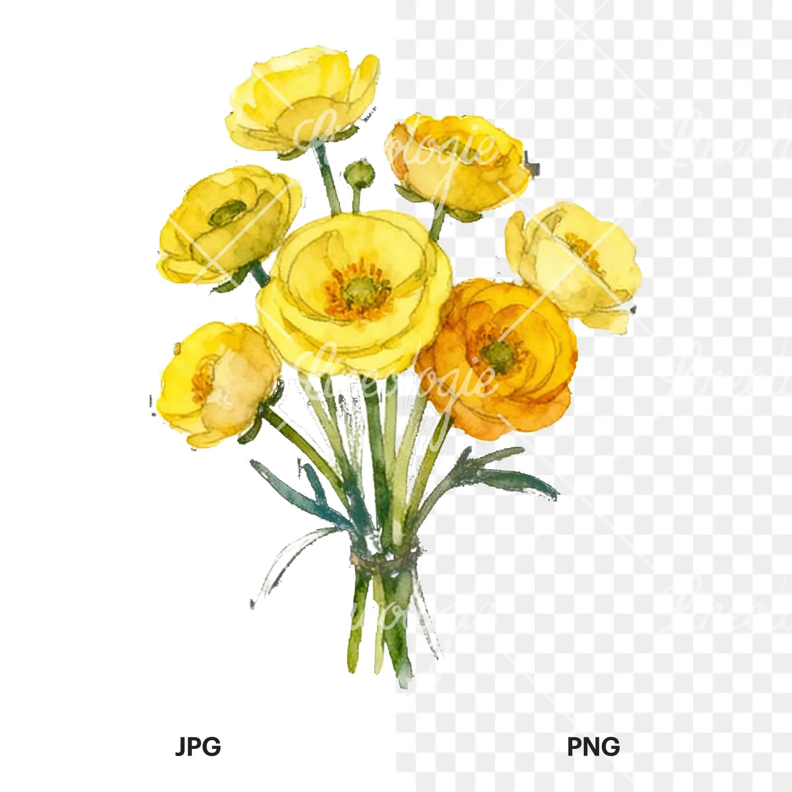 Watercolor yellow buttercup bouquet clipart 1 of 9, as a JPG on white and a transparent PNG