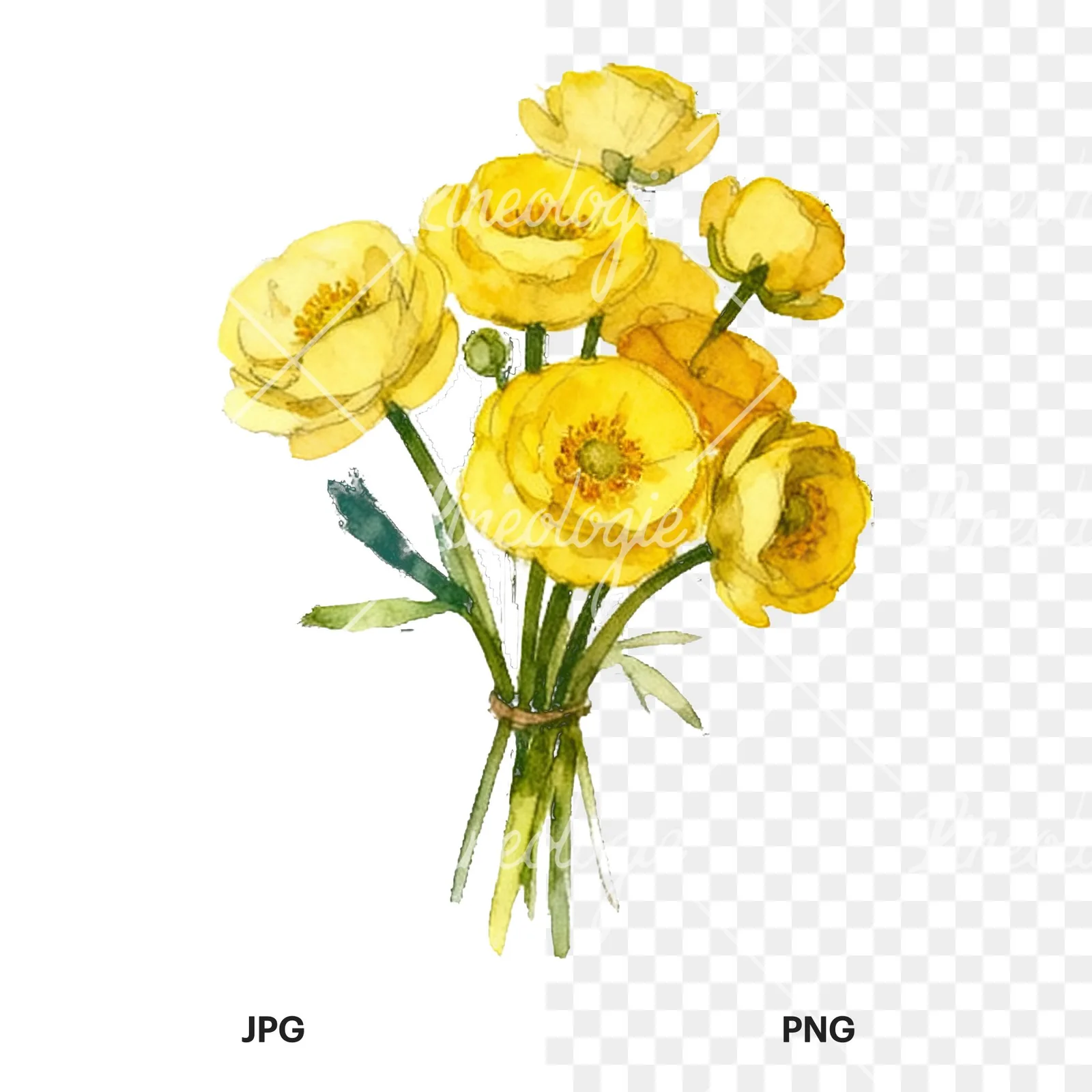Watercolor yellow buttercup bouquet clipart 2 of 9, as a JPG on white and a transparent PNG